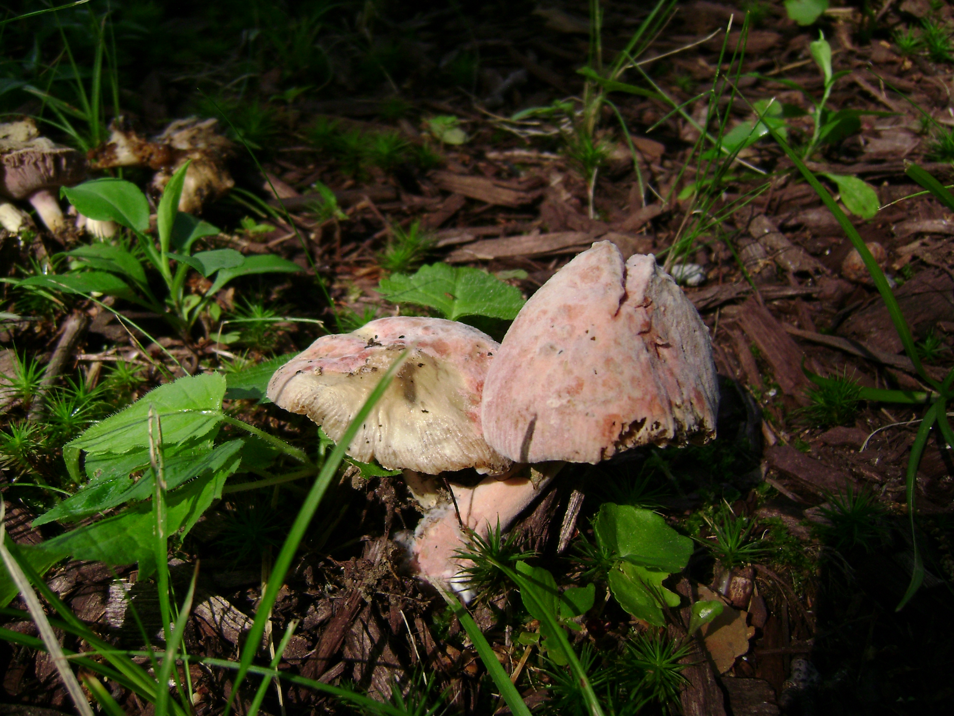 Dsc05670 from Fungus With ANTS 