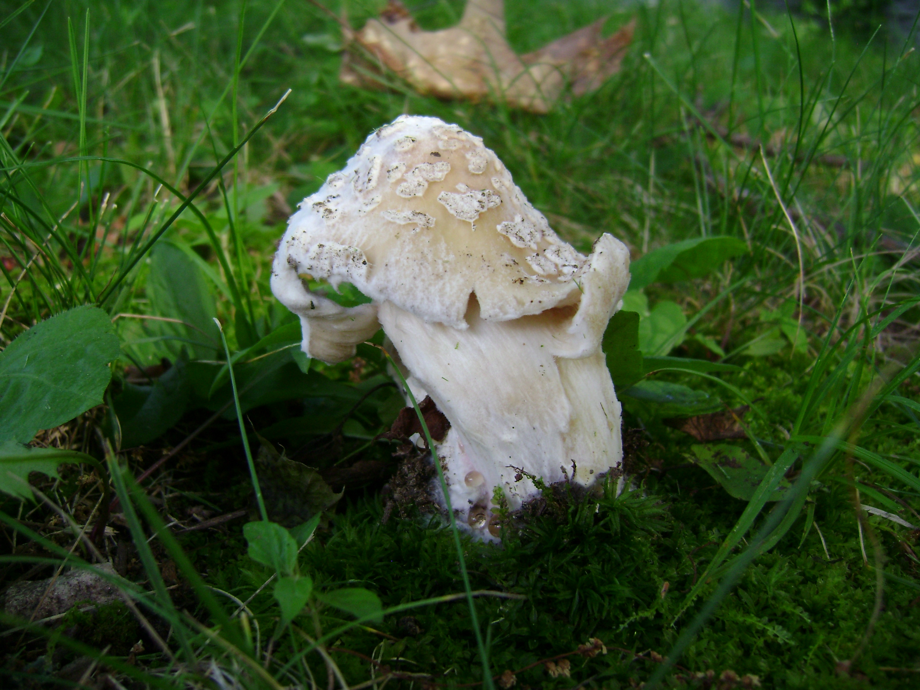Dsc05672 from Fungus With ANTS 
