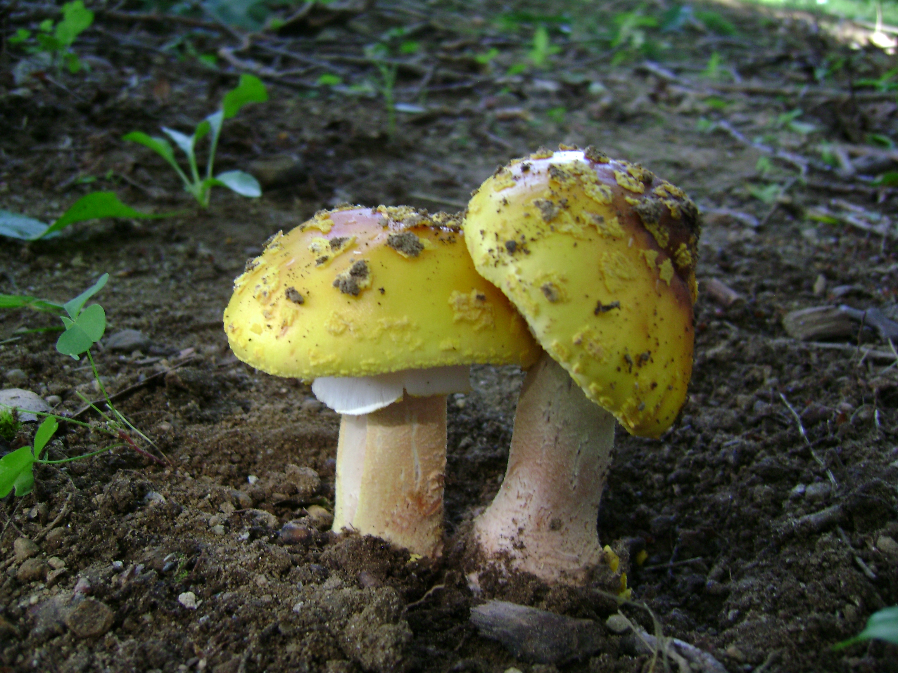 Dsc05674 from Fungus With ANTS 
