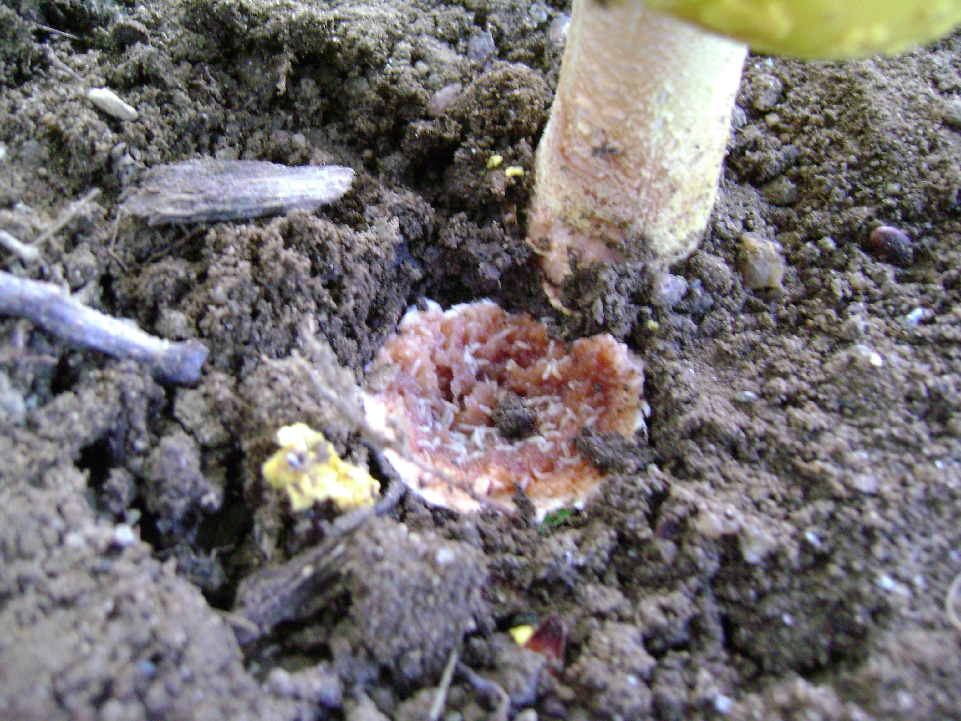 Dsc05676 from Fungus With ANTS 