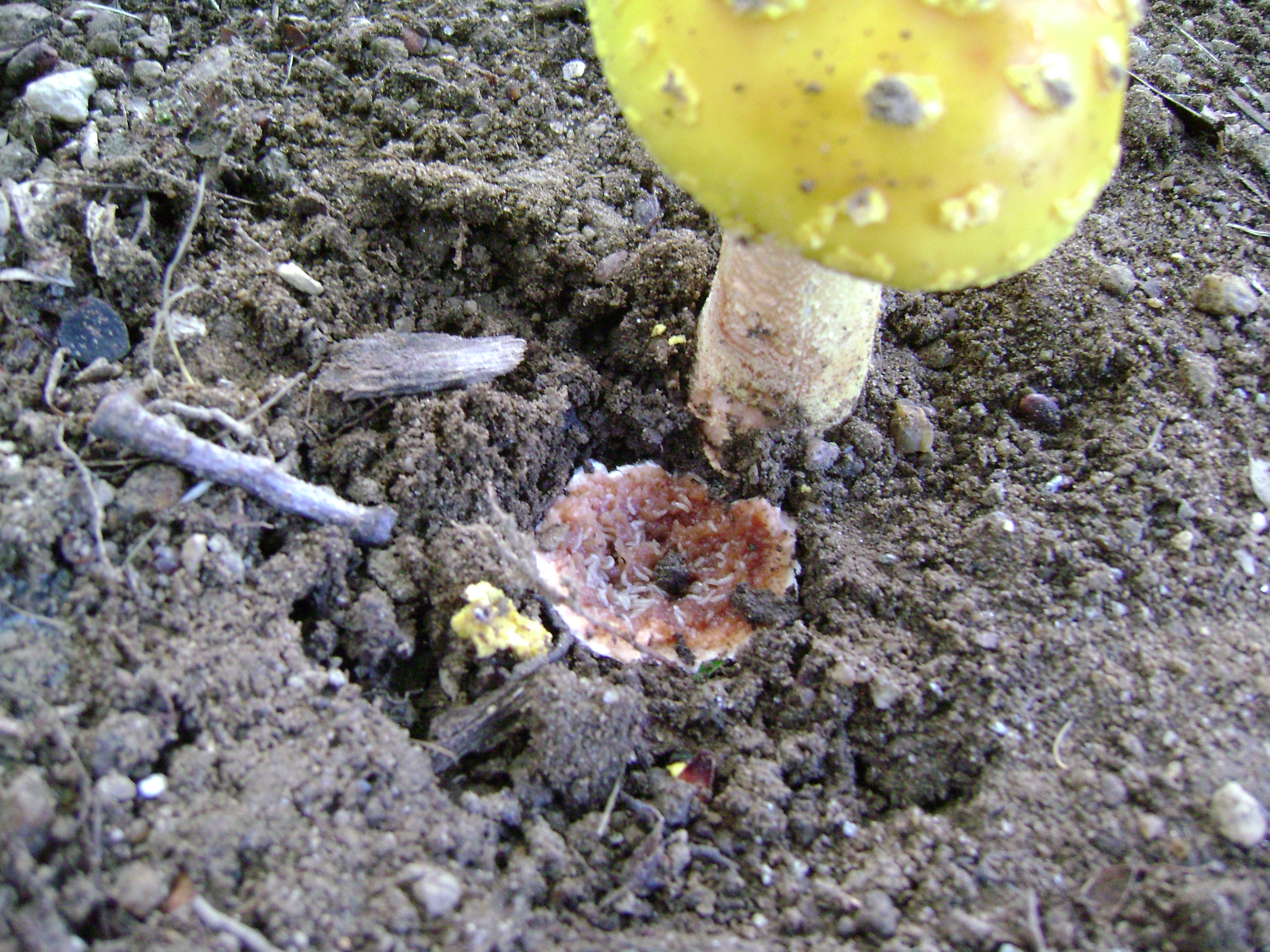 Dsc05677 from Fungus With ANTS 