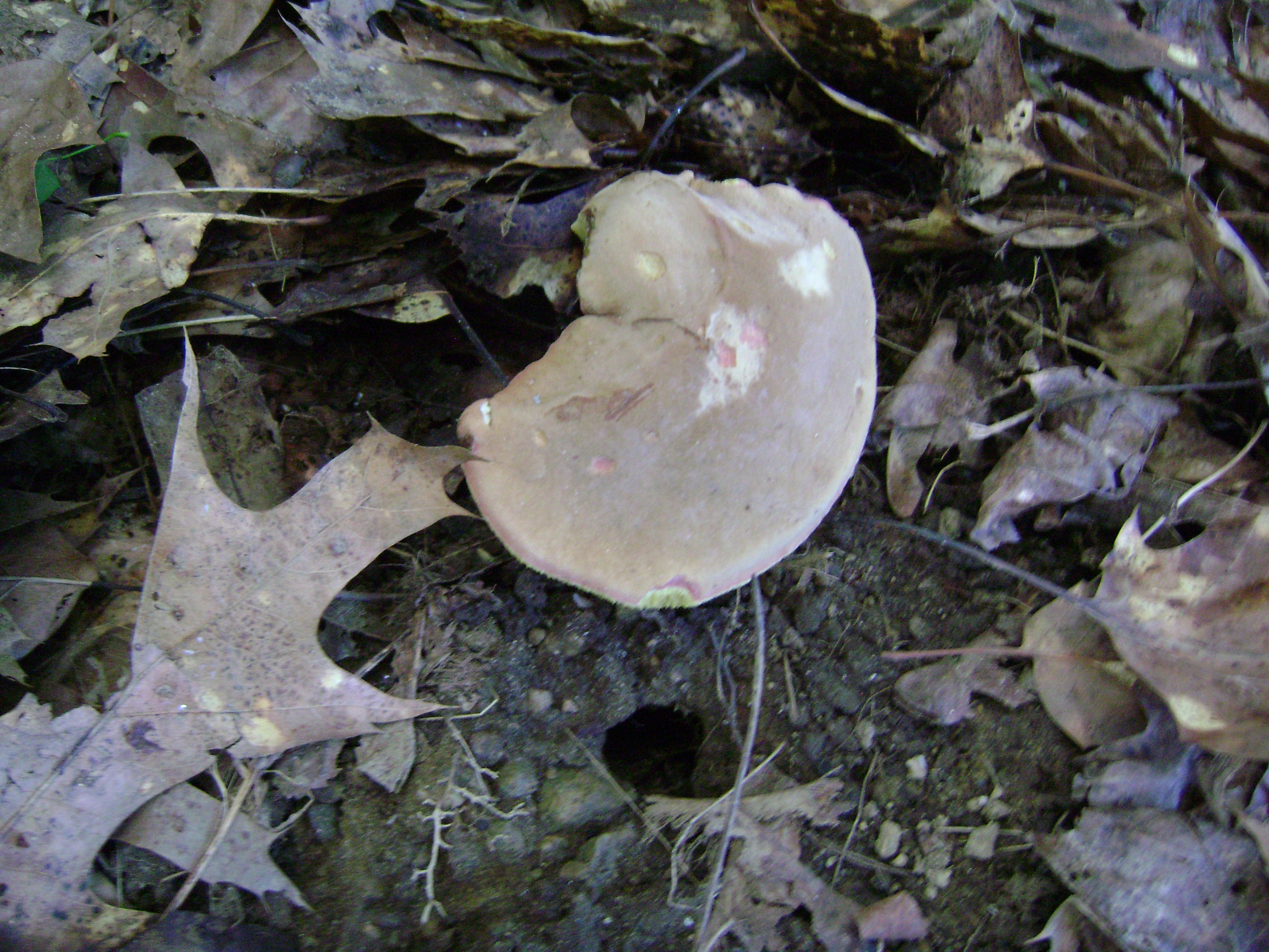 Dsc05678 from Fungus With ANTS 