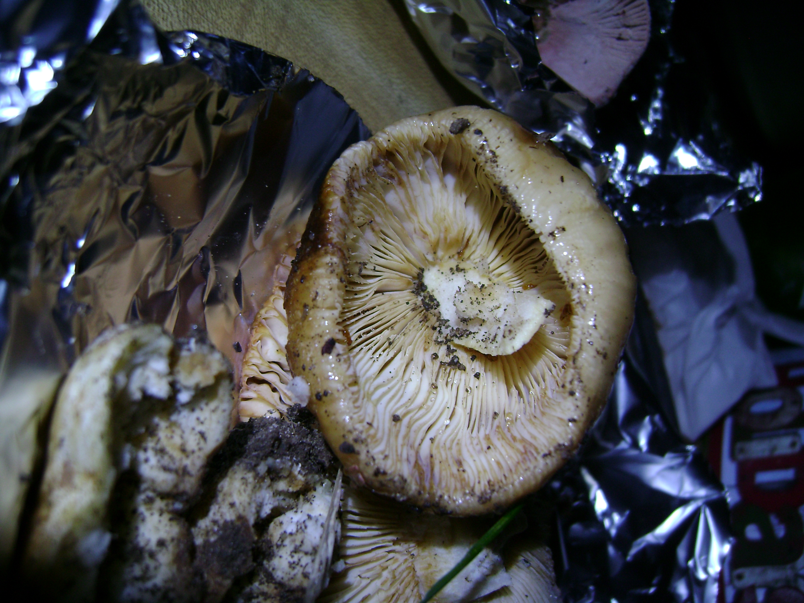 Dsc05687 from Fungus With ANTS 