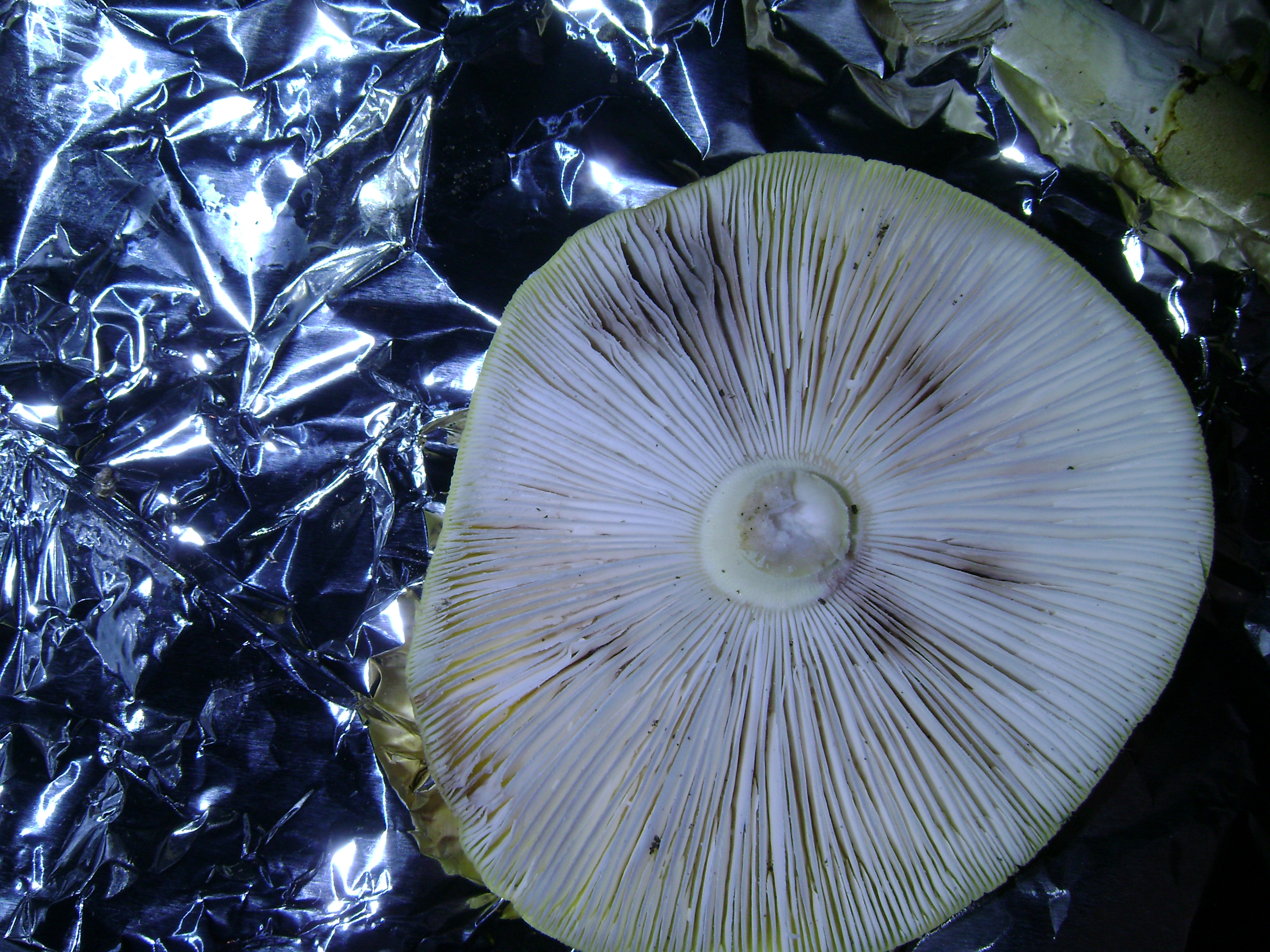 Dsc05689 from Fungus With ANTS 