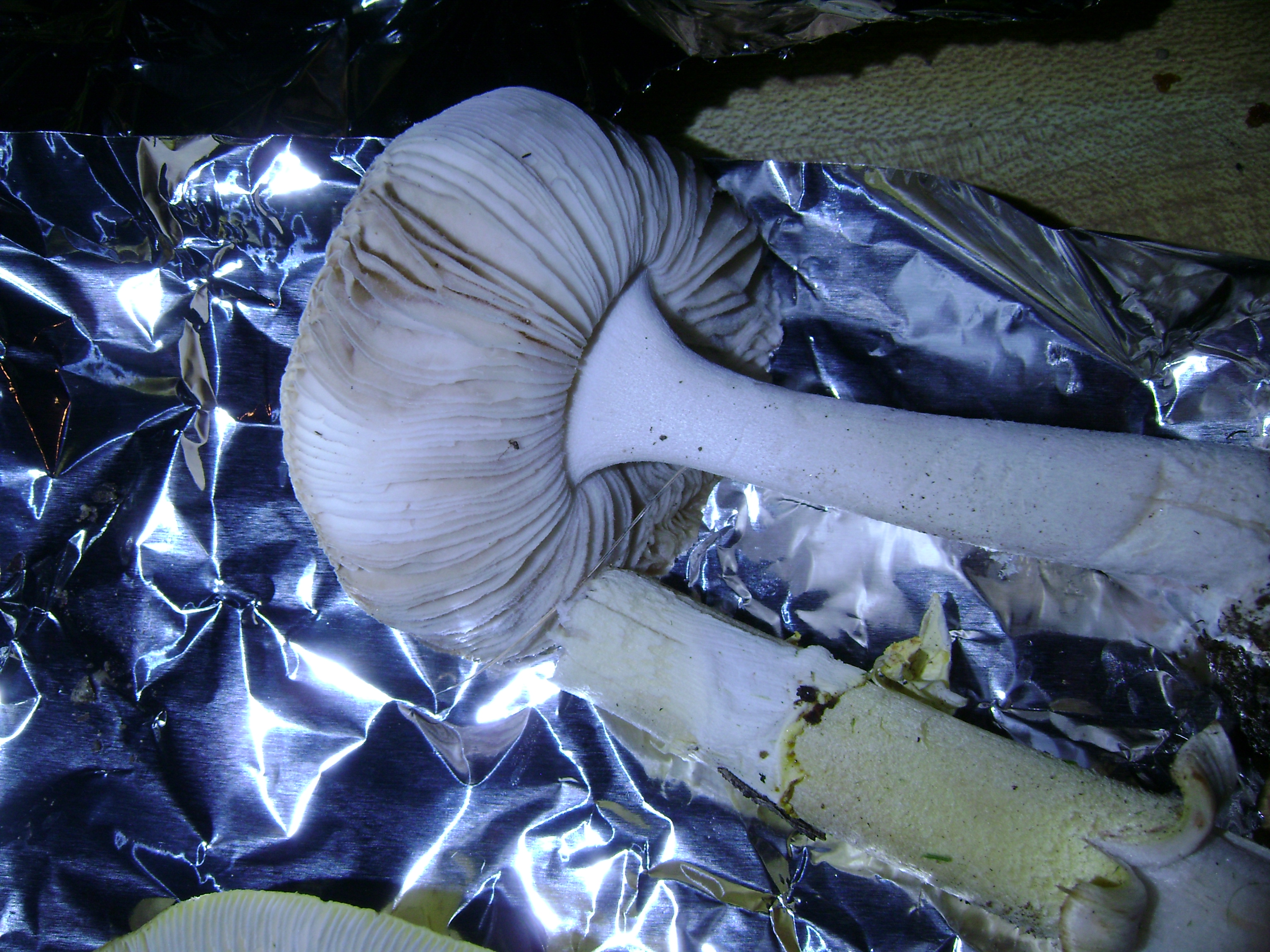 Dsc05690 from Fungus With ANTS 
