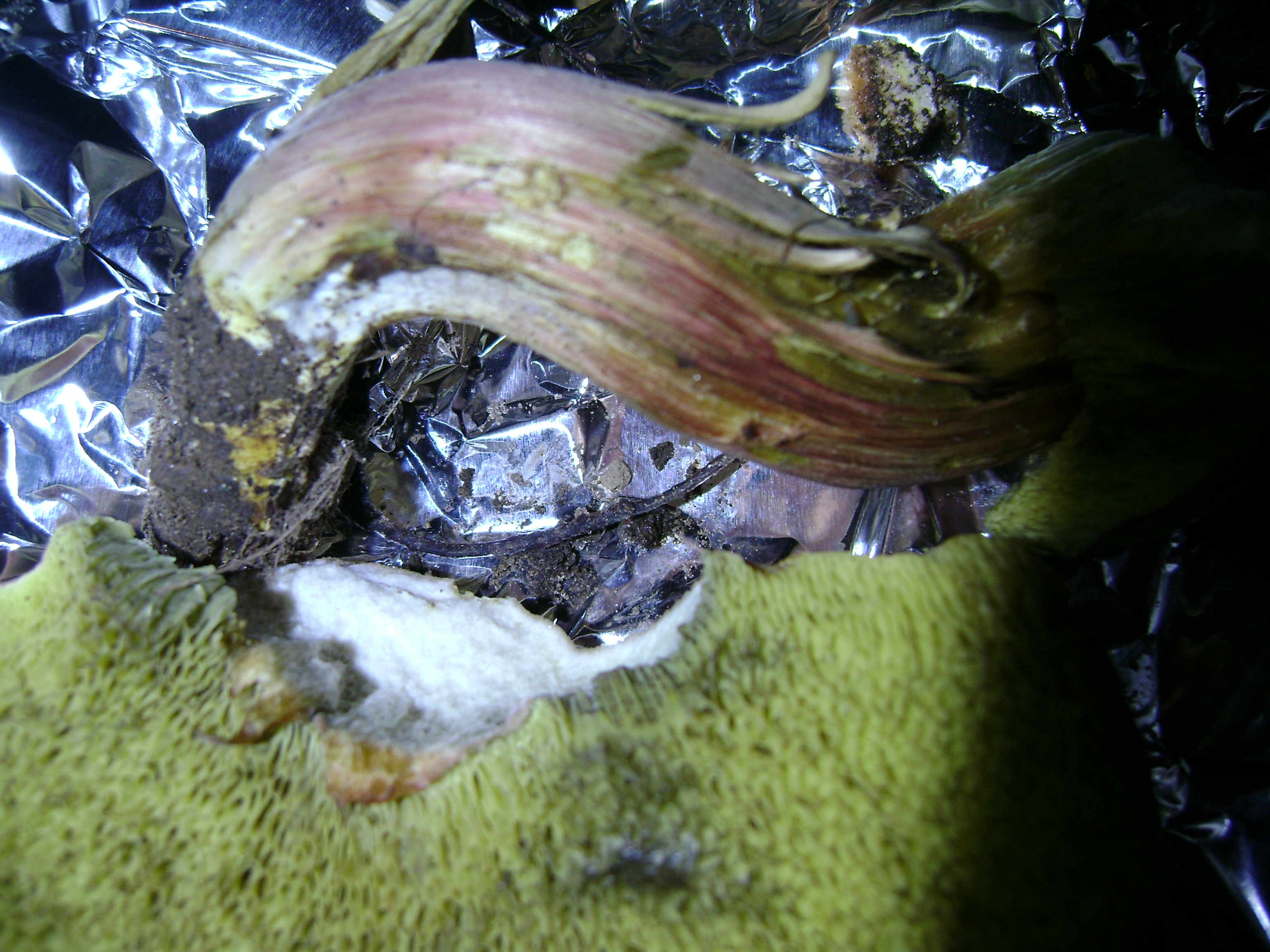 Dsc05692 from Fungus With ANTS 