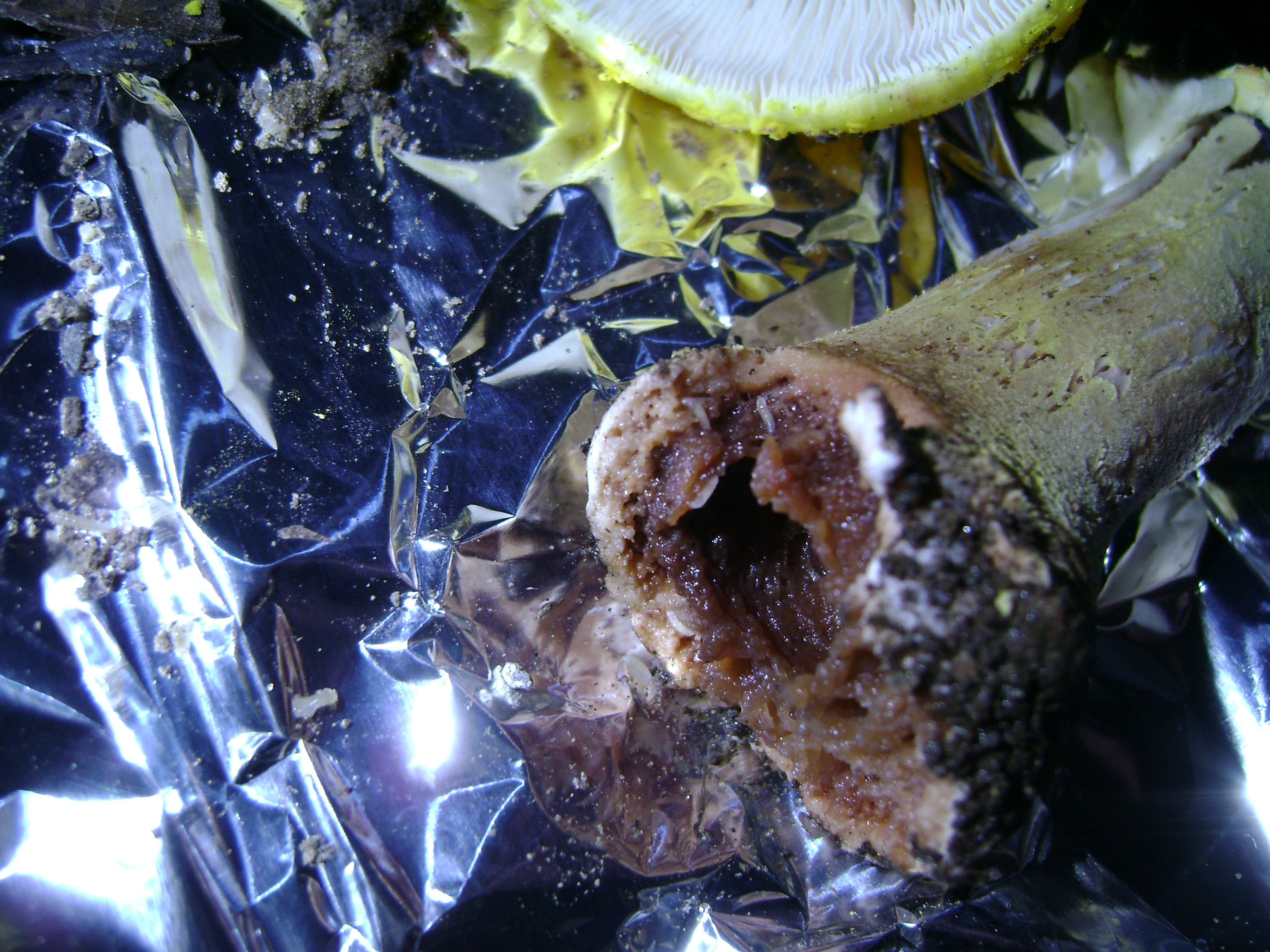 Dsc05696 from Fungus With ANTS 