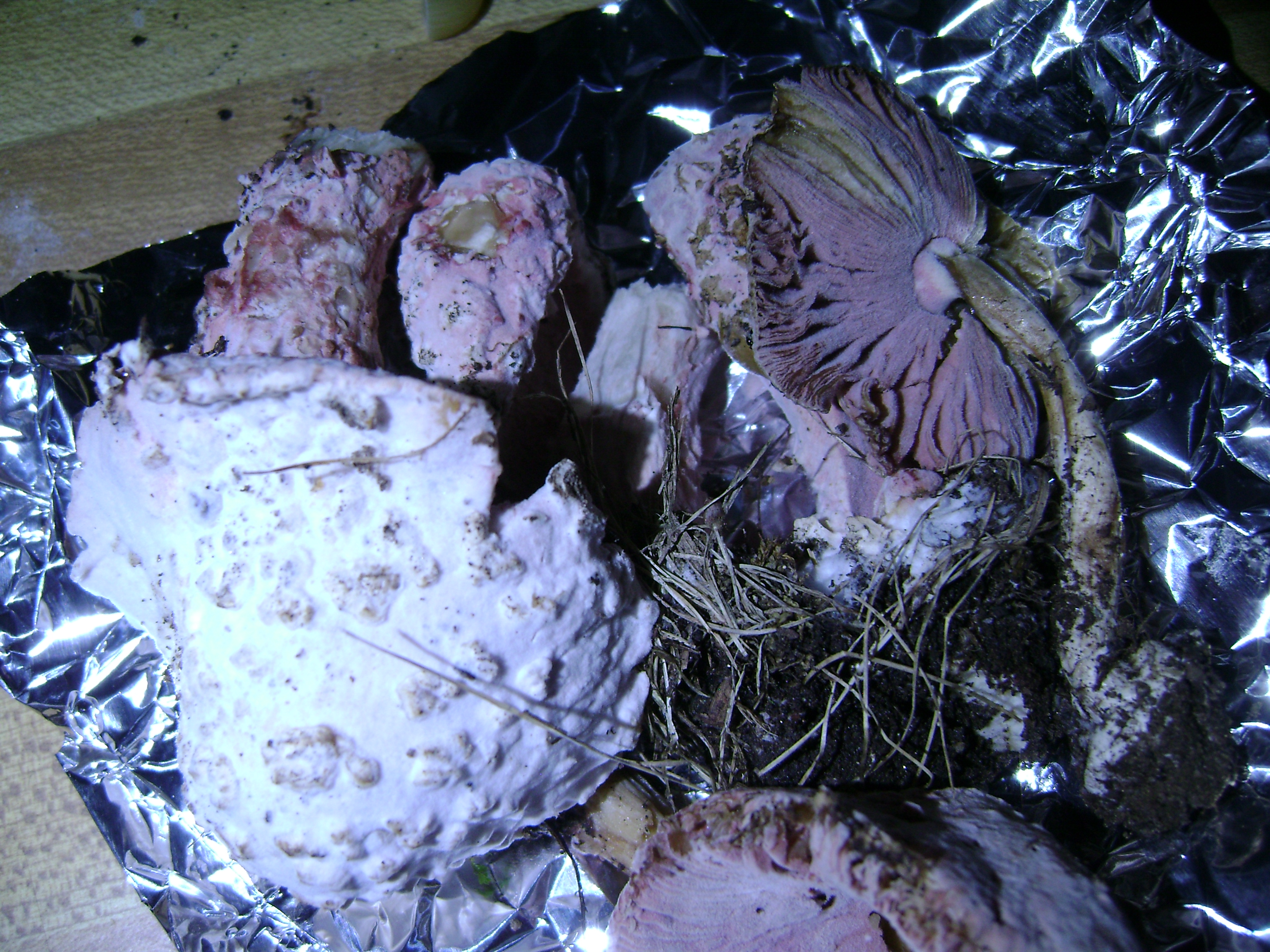 Dsc05701 from Fungus With ANTS 