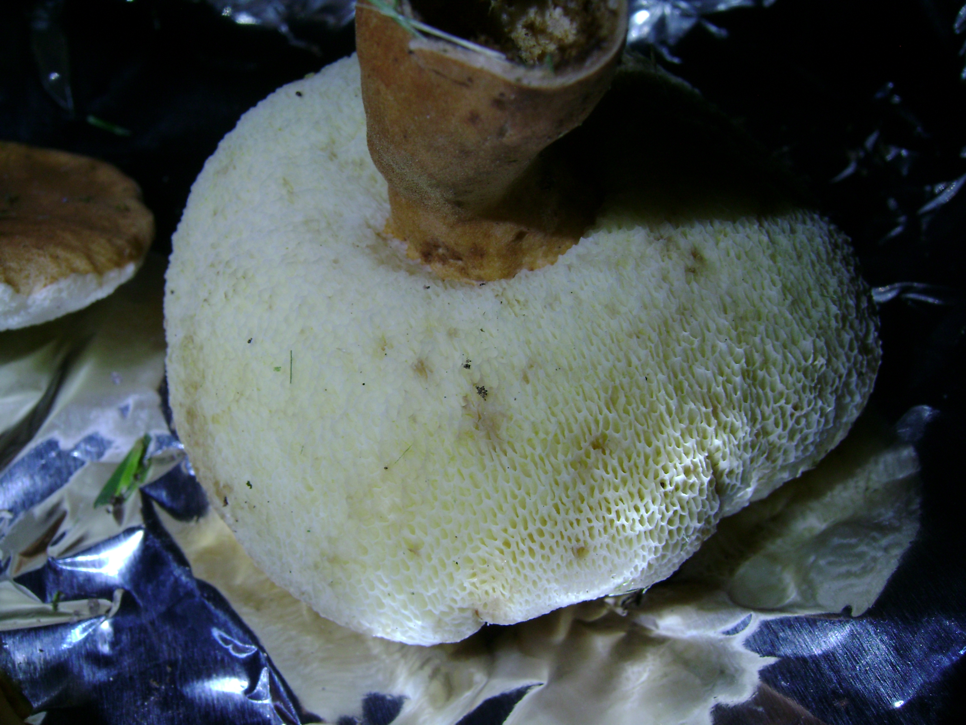 Dsc05703 from Fungus With ANTS 