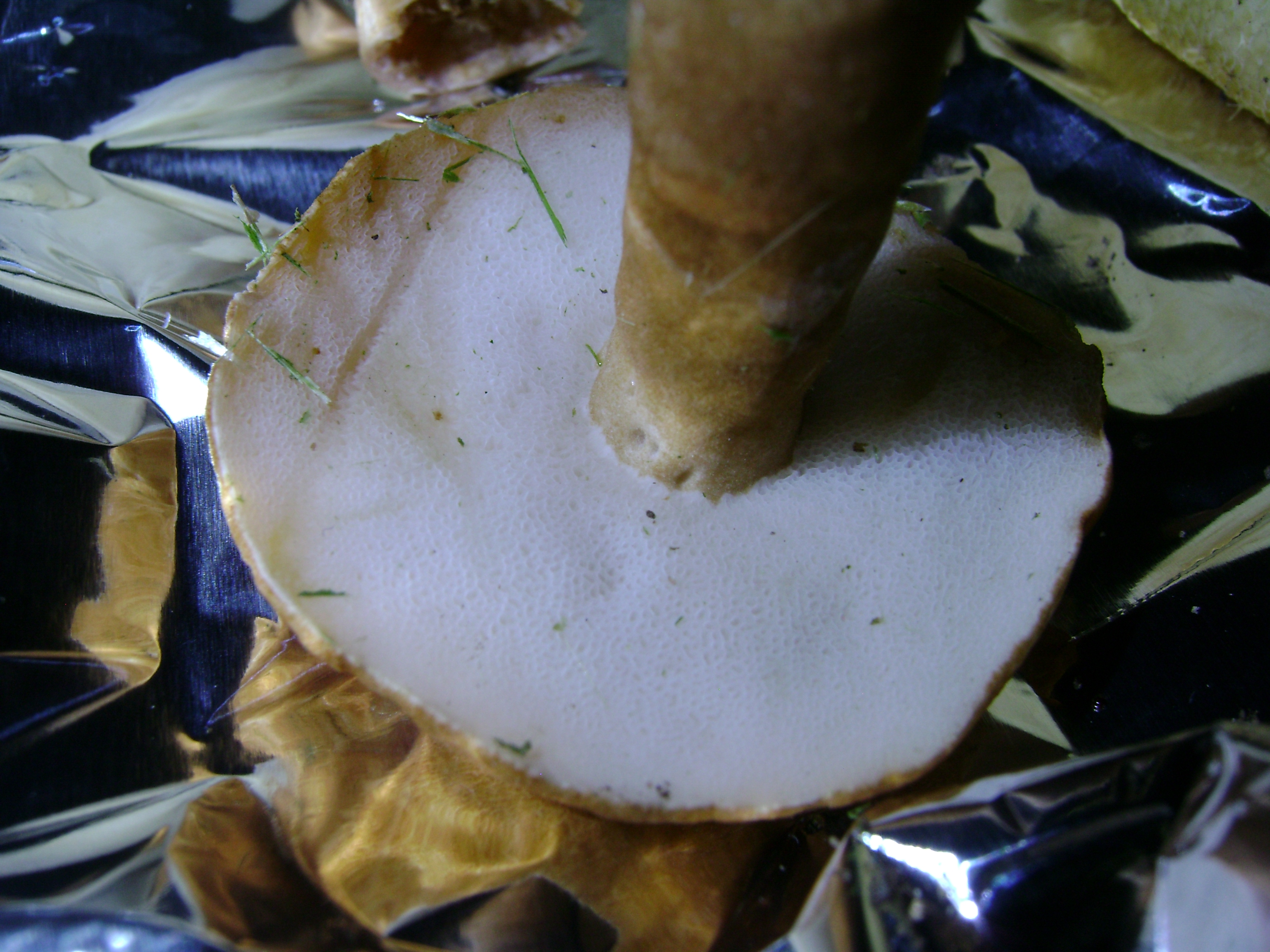 Dsc05704 from Fungus With ANTS 