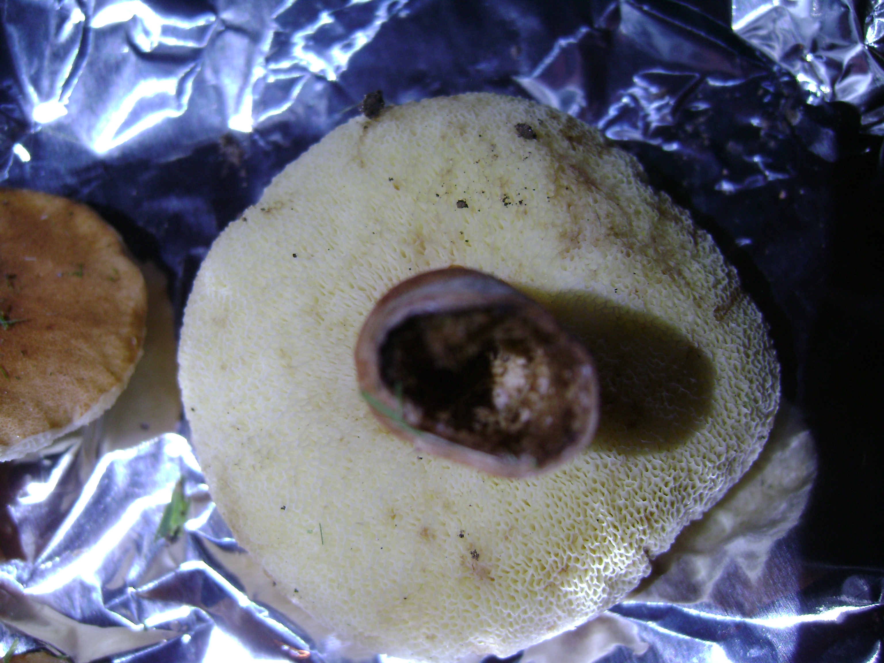 Dsc05705 from Fungus With ANTS 