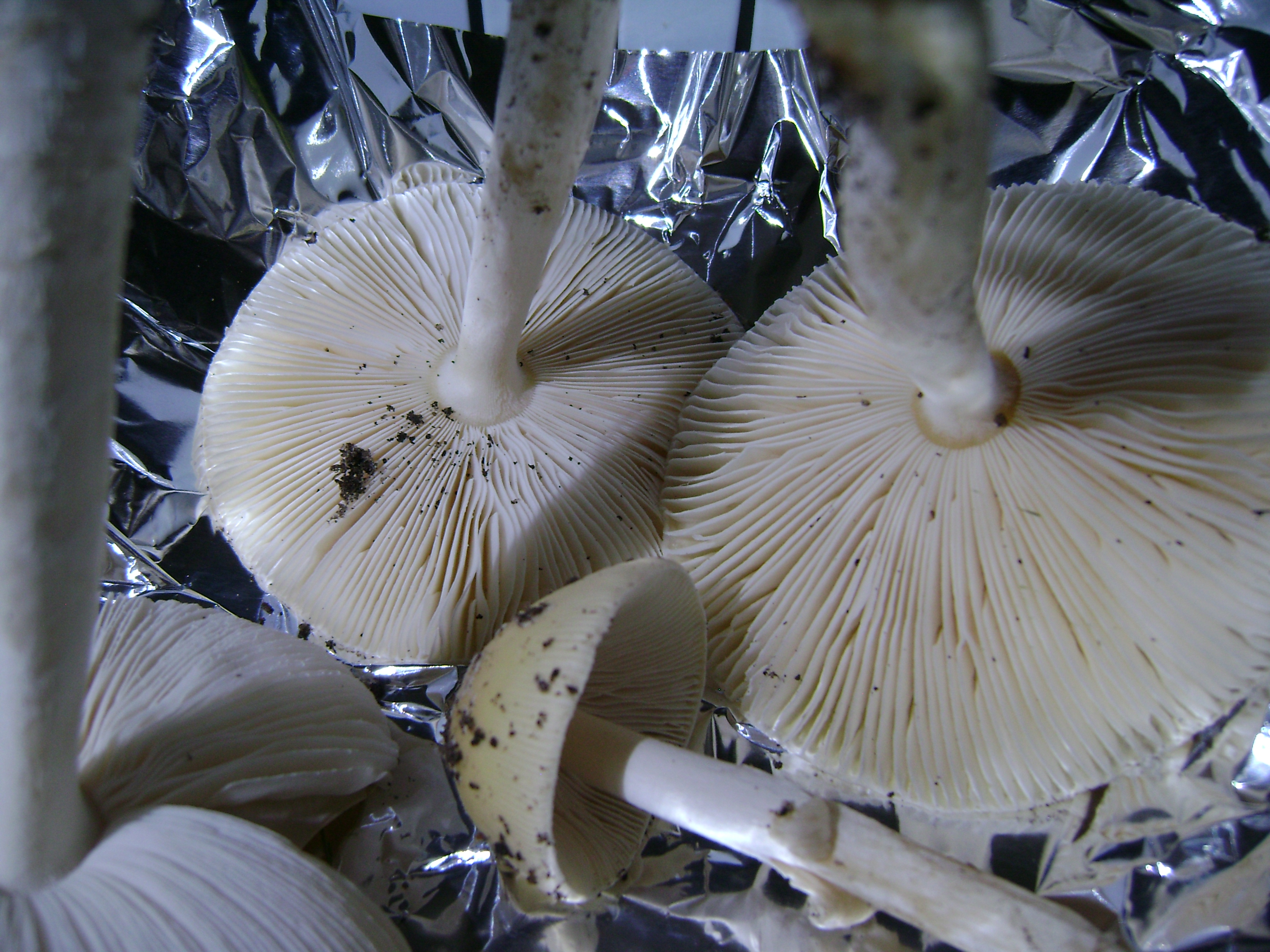 Dsc05706 from Fungus With ANTS 