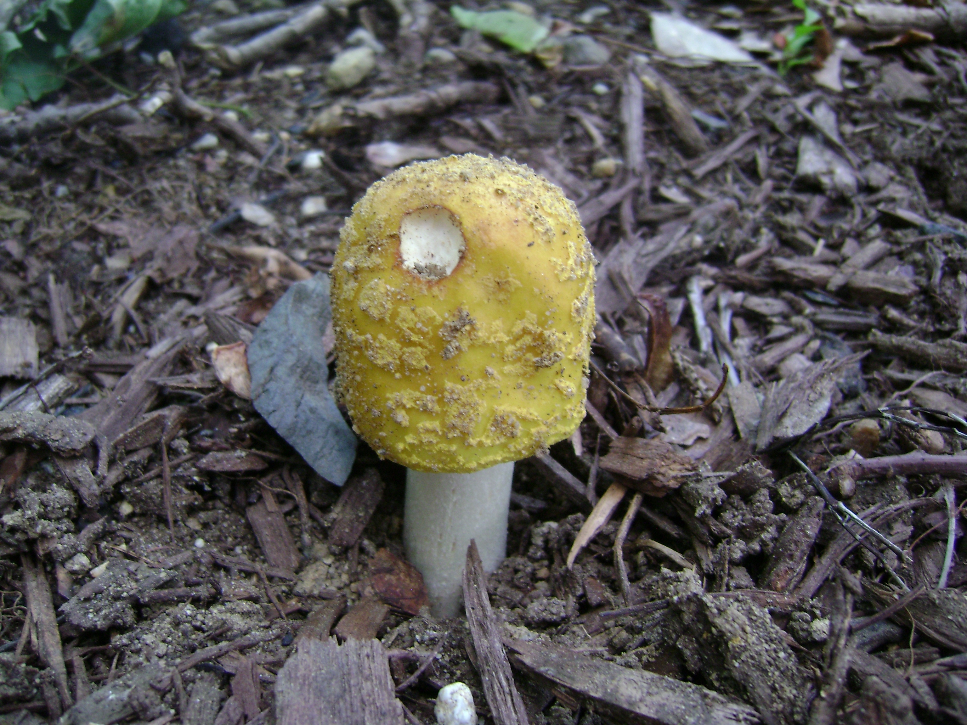 Dsc05708 from Fungus With ANTS 