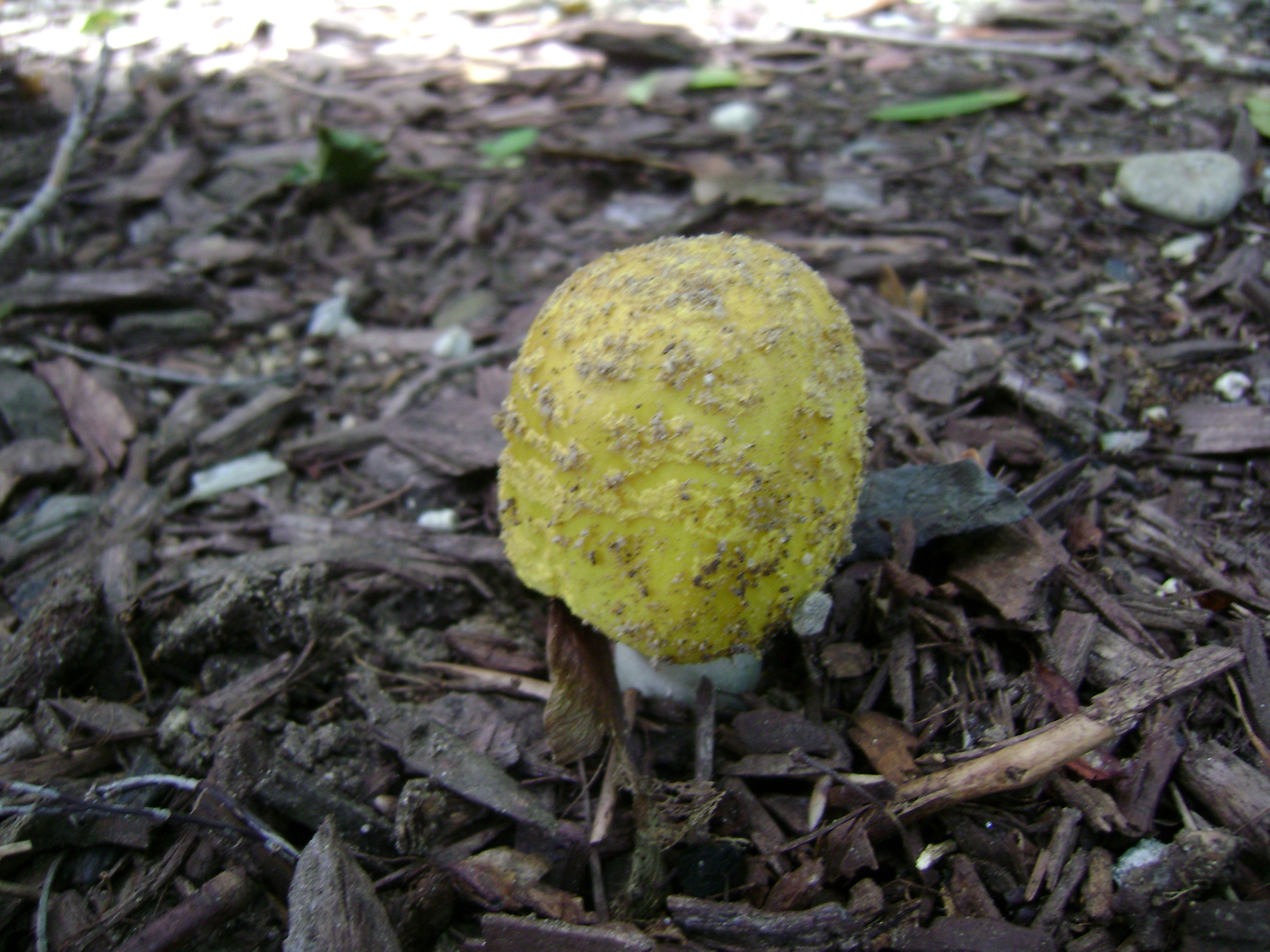 Dsc05709 from Fungus With ANTS 