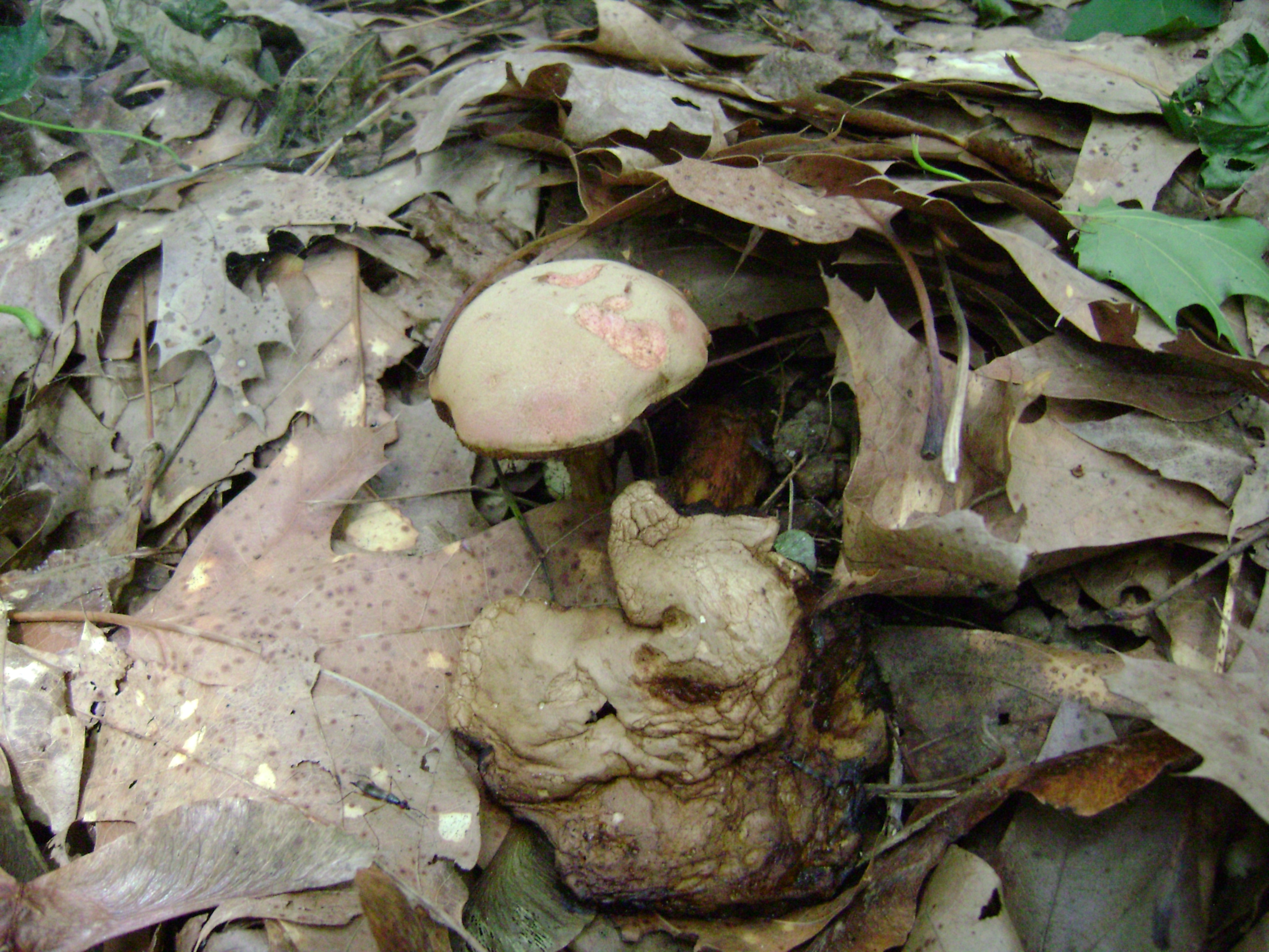 Dsc05712 from Fungus With ANTS 