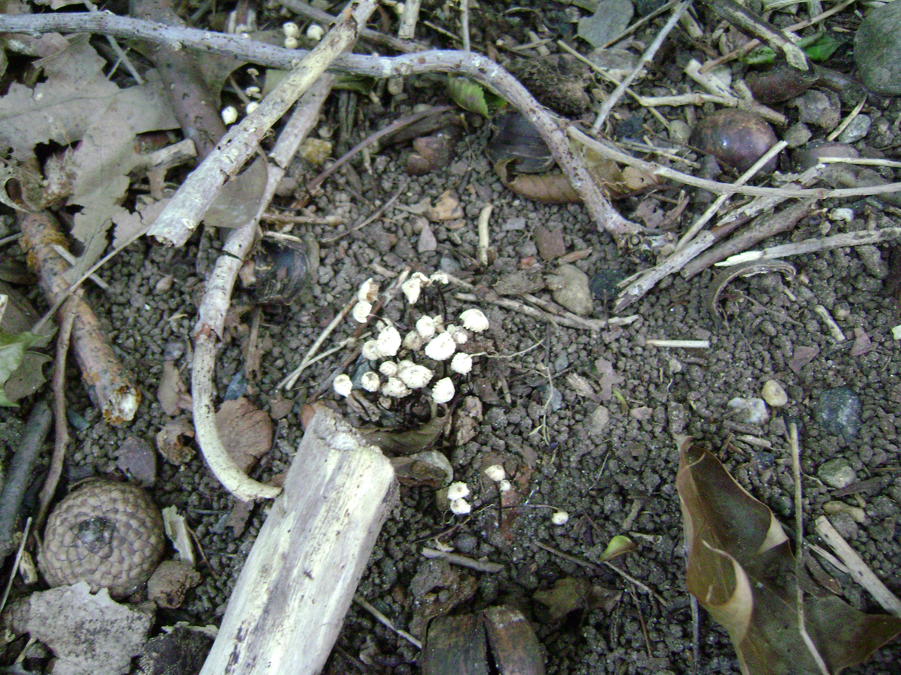 Dsc05713 from Fungus With ANTS 
