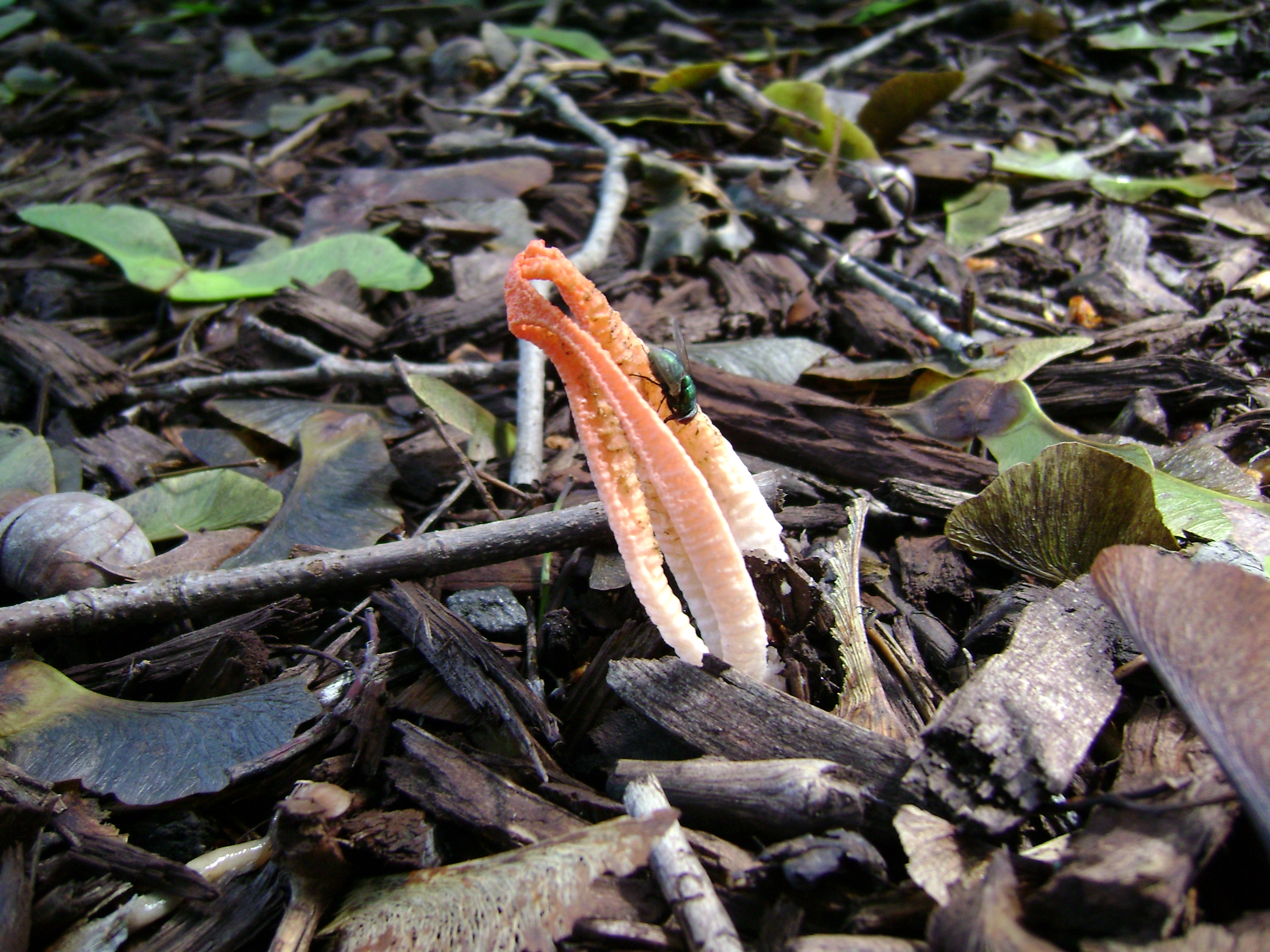 Dsc06245 from Fungus With ANTS 