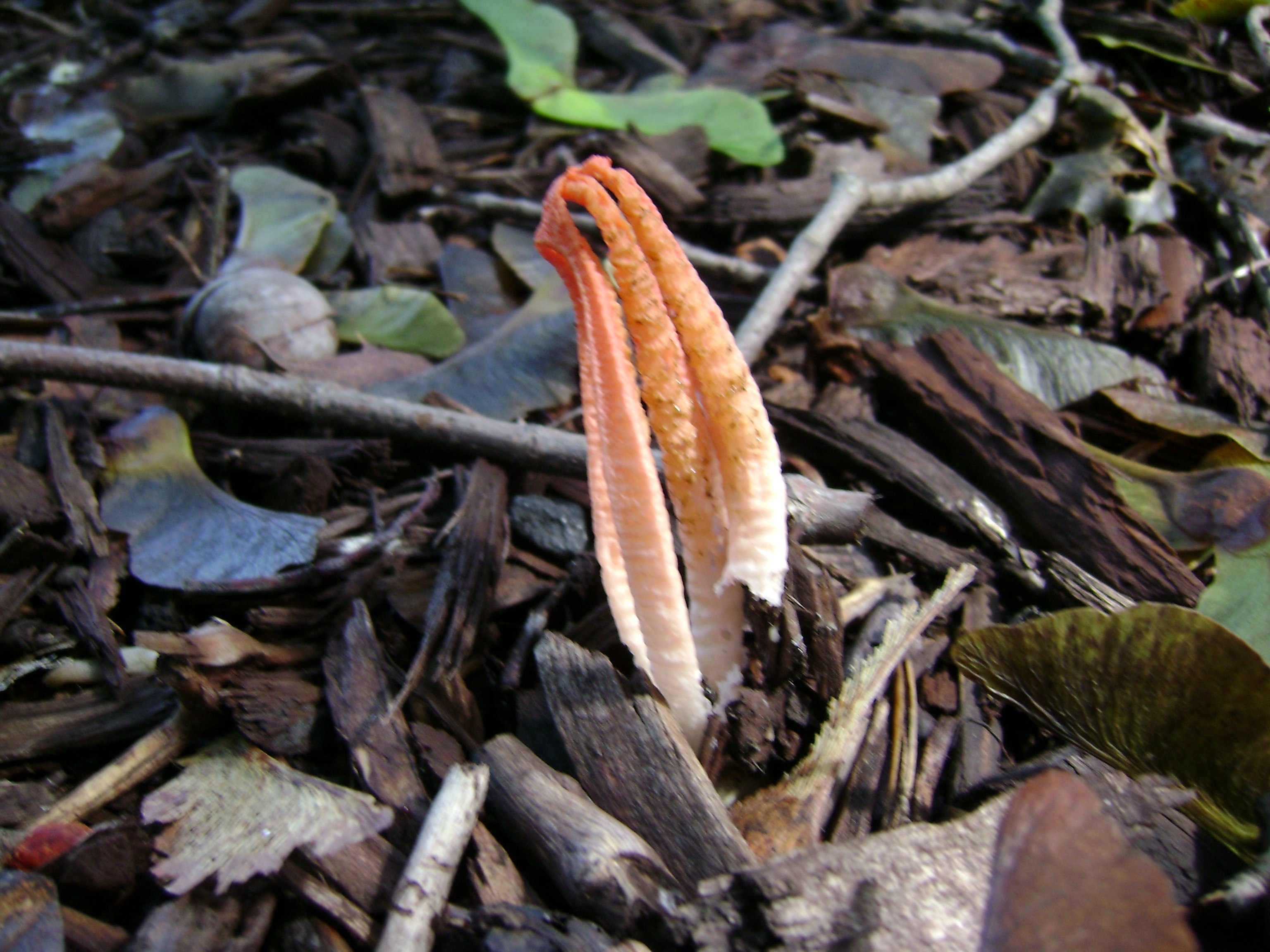 Dsc06246 from Fungus With ANTS 