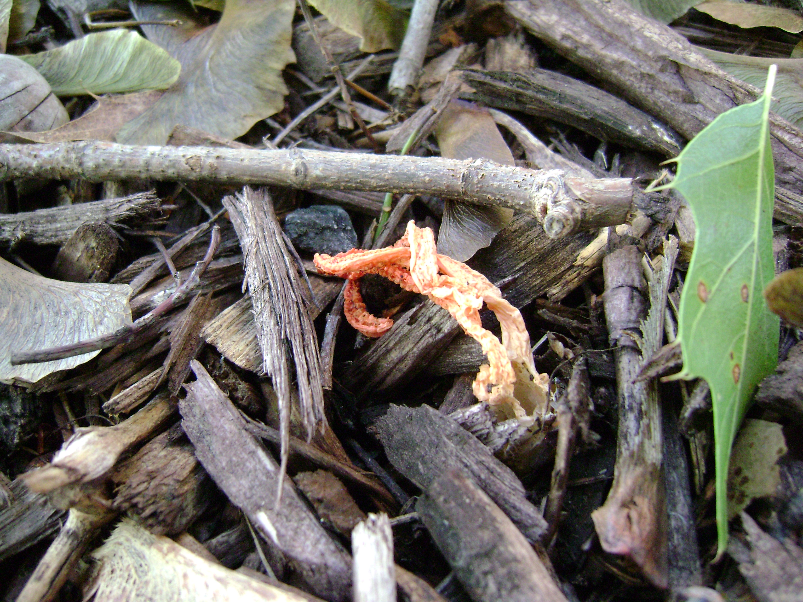 Dsc06297 from Fungus With ANTS 