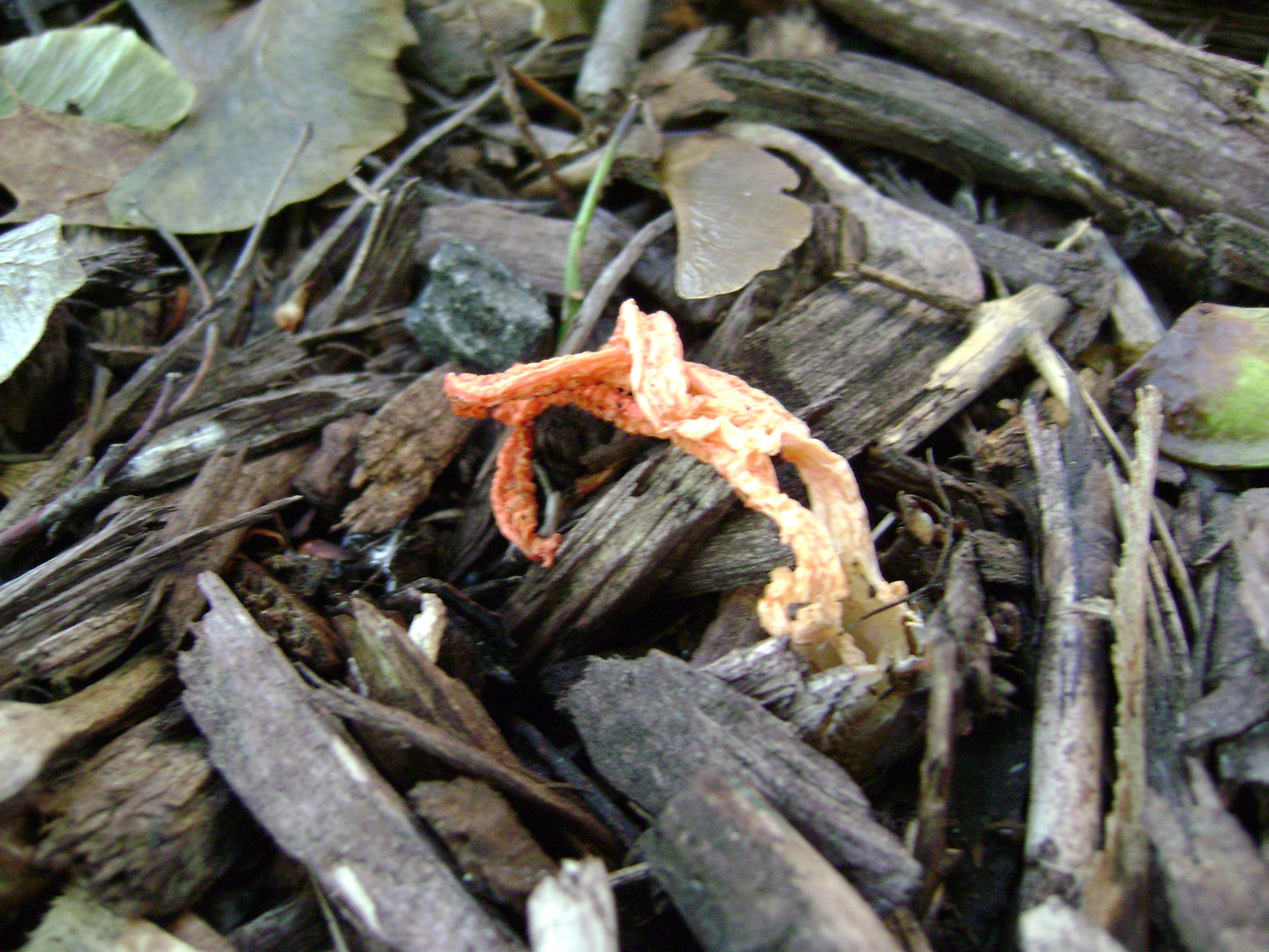 Dsc06298 from Fungus With ANTS 