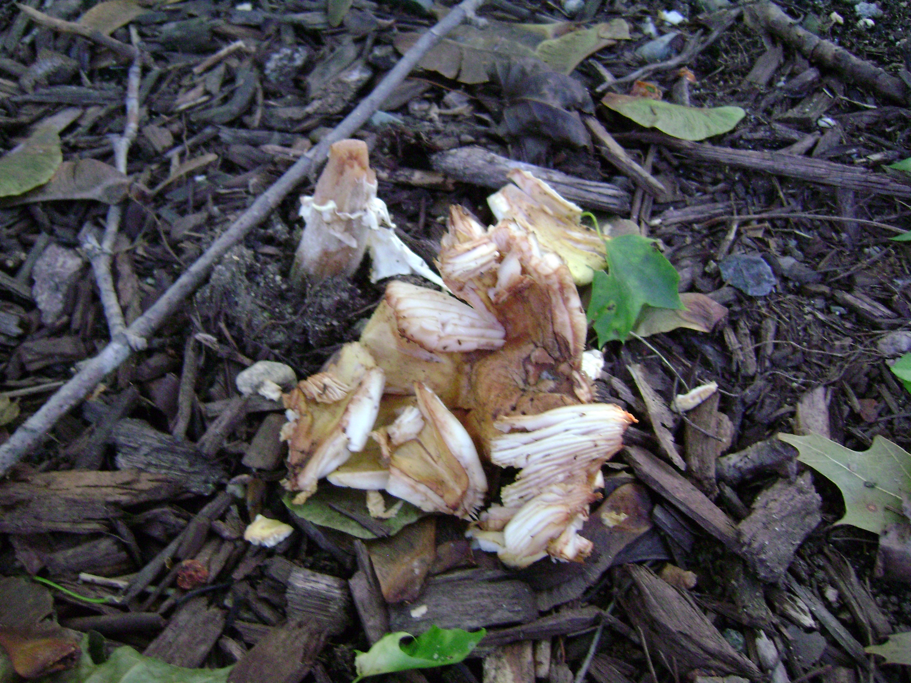 Dsc06301 from Fungus With ANTS 