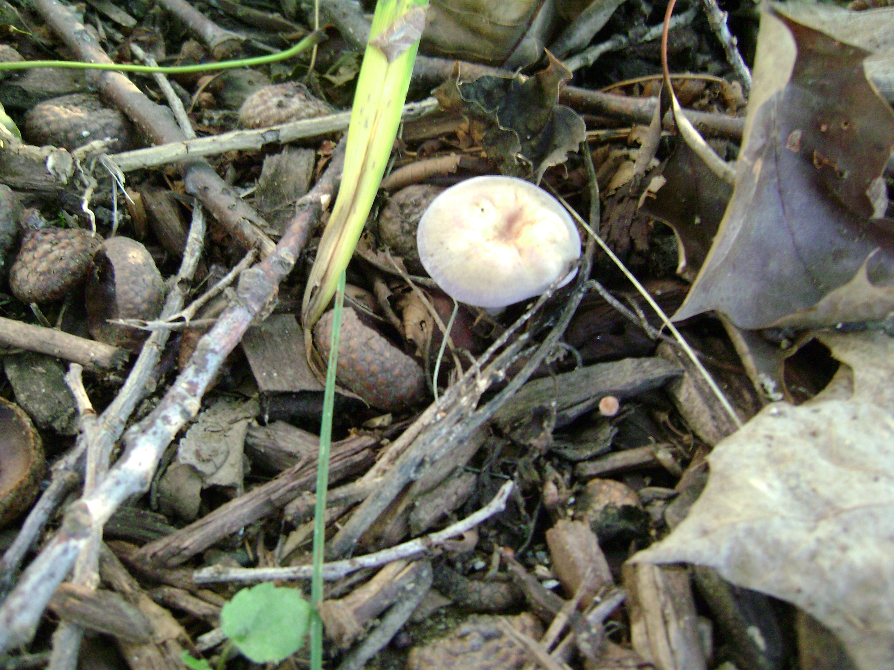 Dsc06304 from Fungus With ANTS 