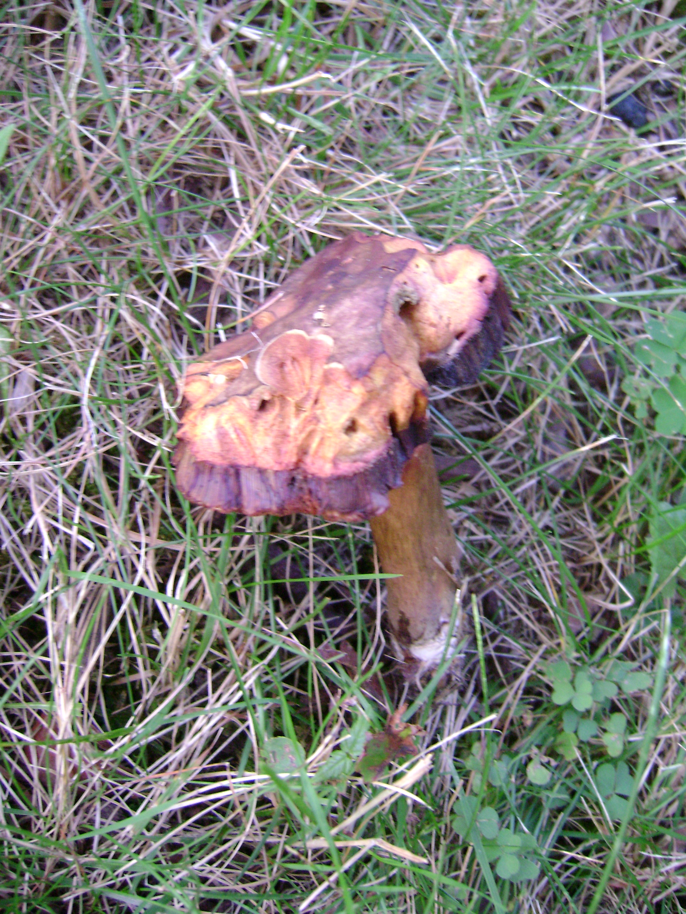 Dsc06305 from Fungus With ANTS 