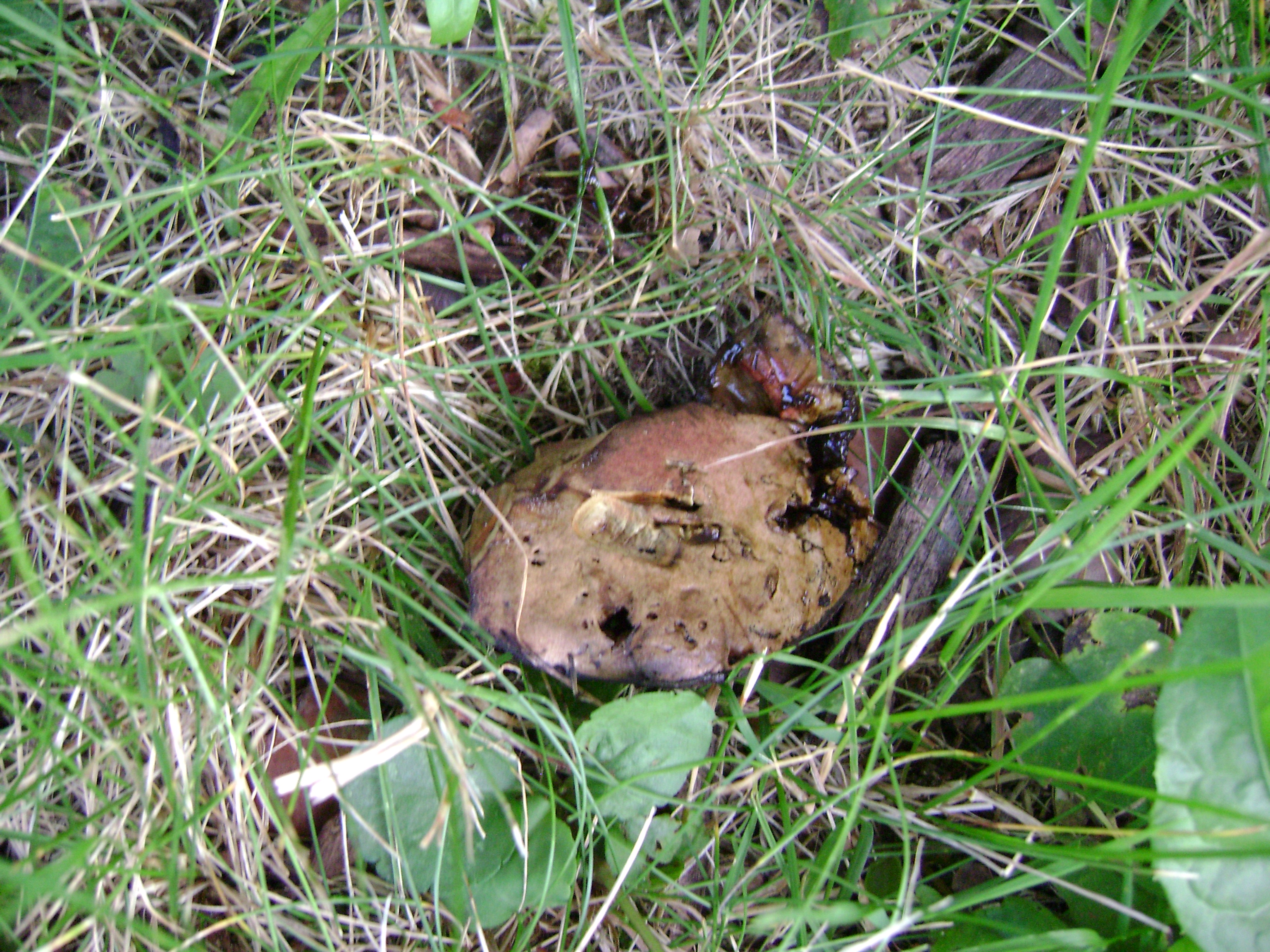Dsc06306 from Fungus With ANTS 