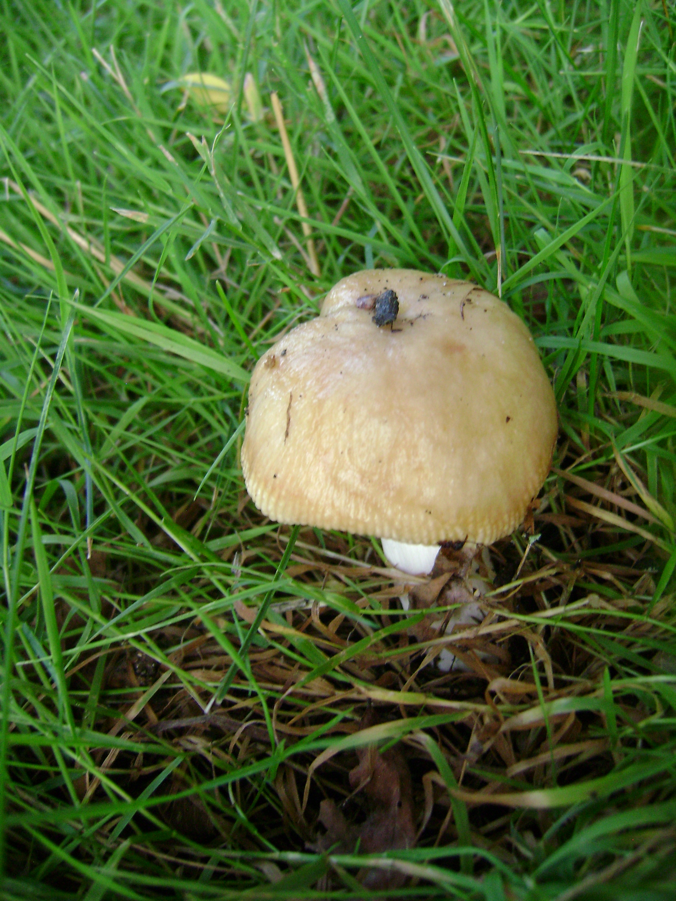 Dsc06307 from Fungus With ANTS 
