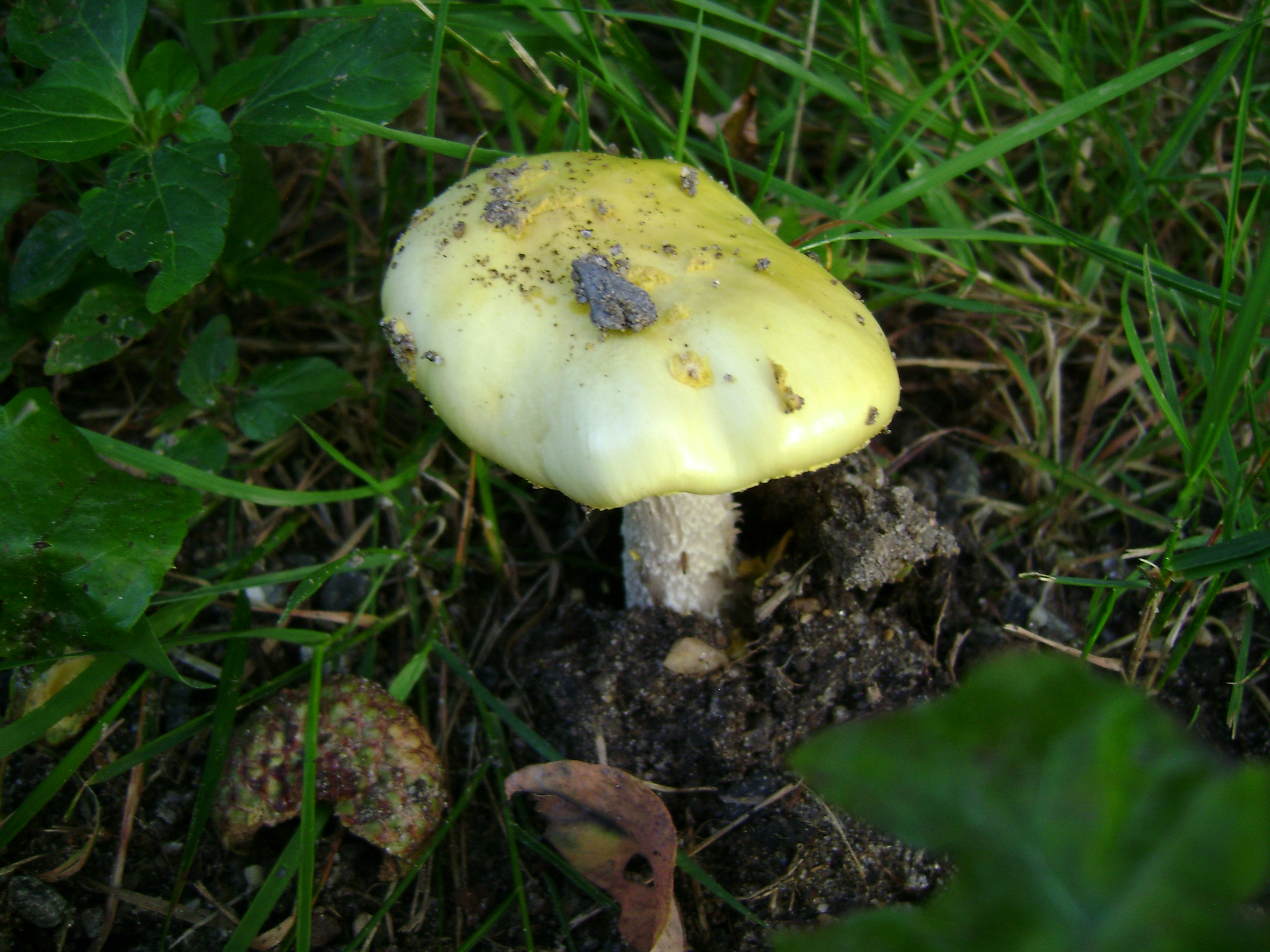 Dsc06308 from Fungus With ANTS 