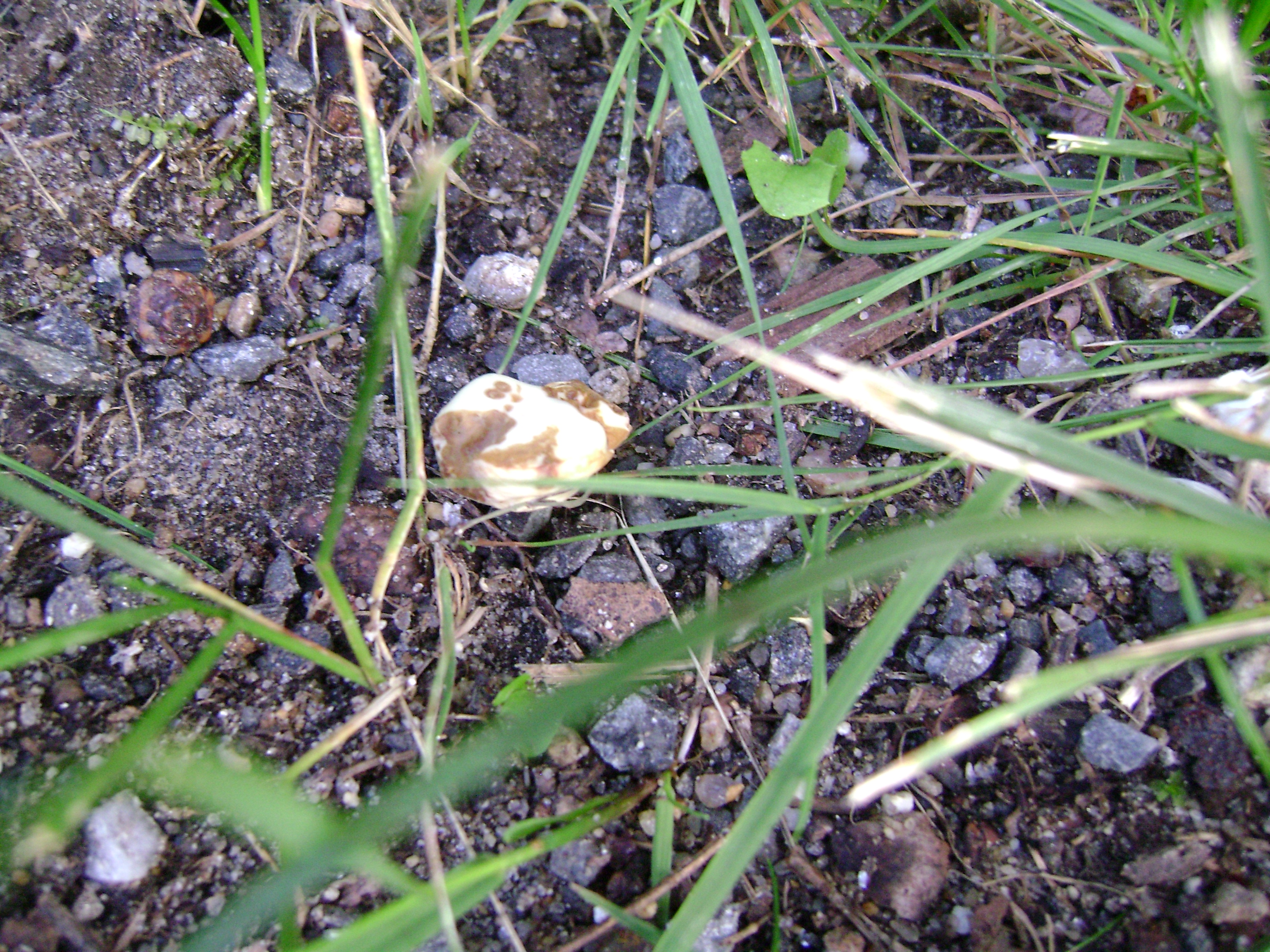 Dsc06309 from Fungus With ANTS 