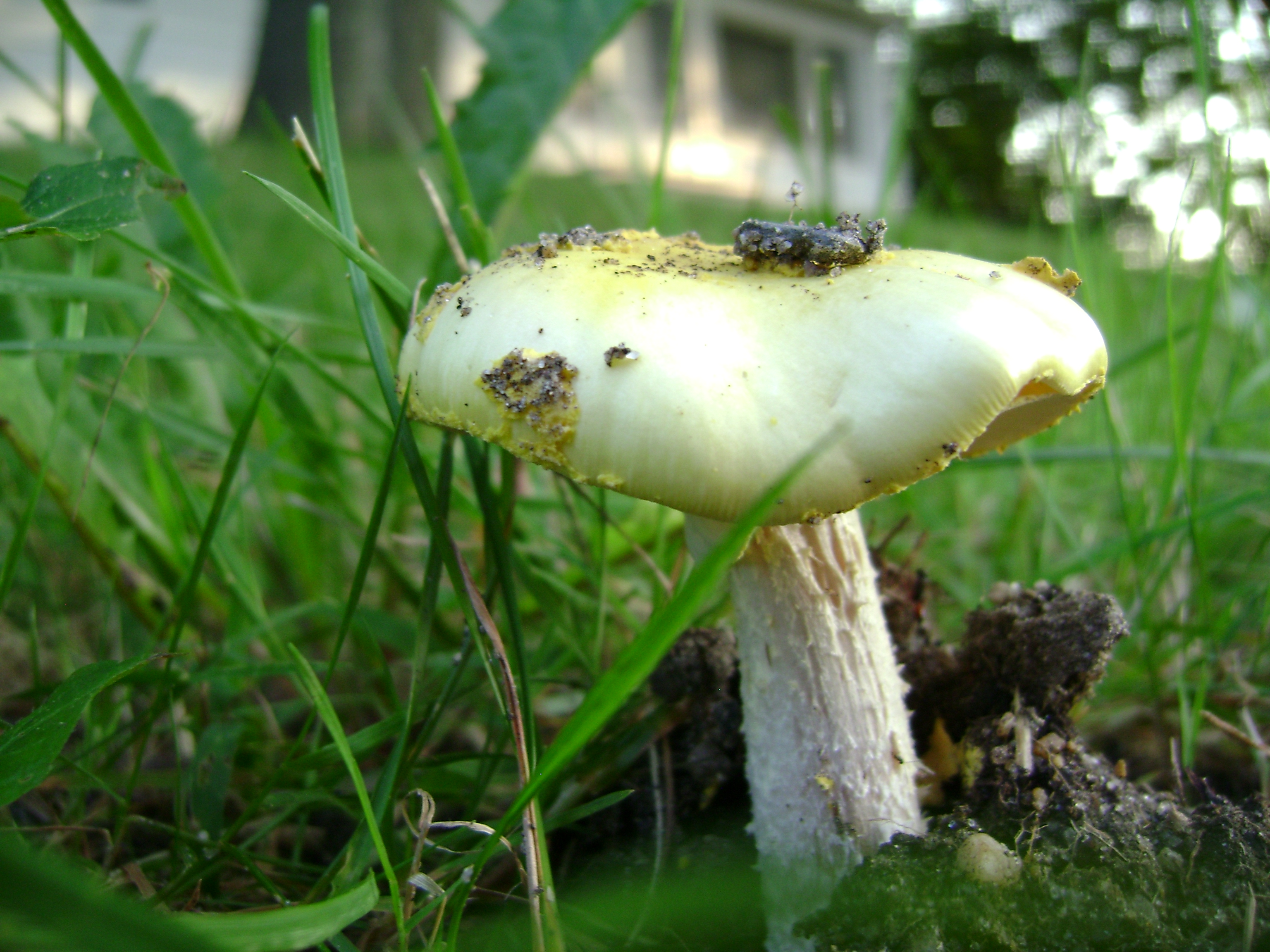 Dsc06310 from Fungus With ANTS 