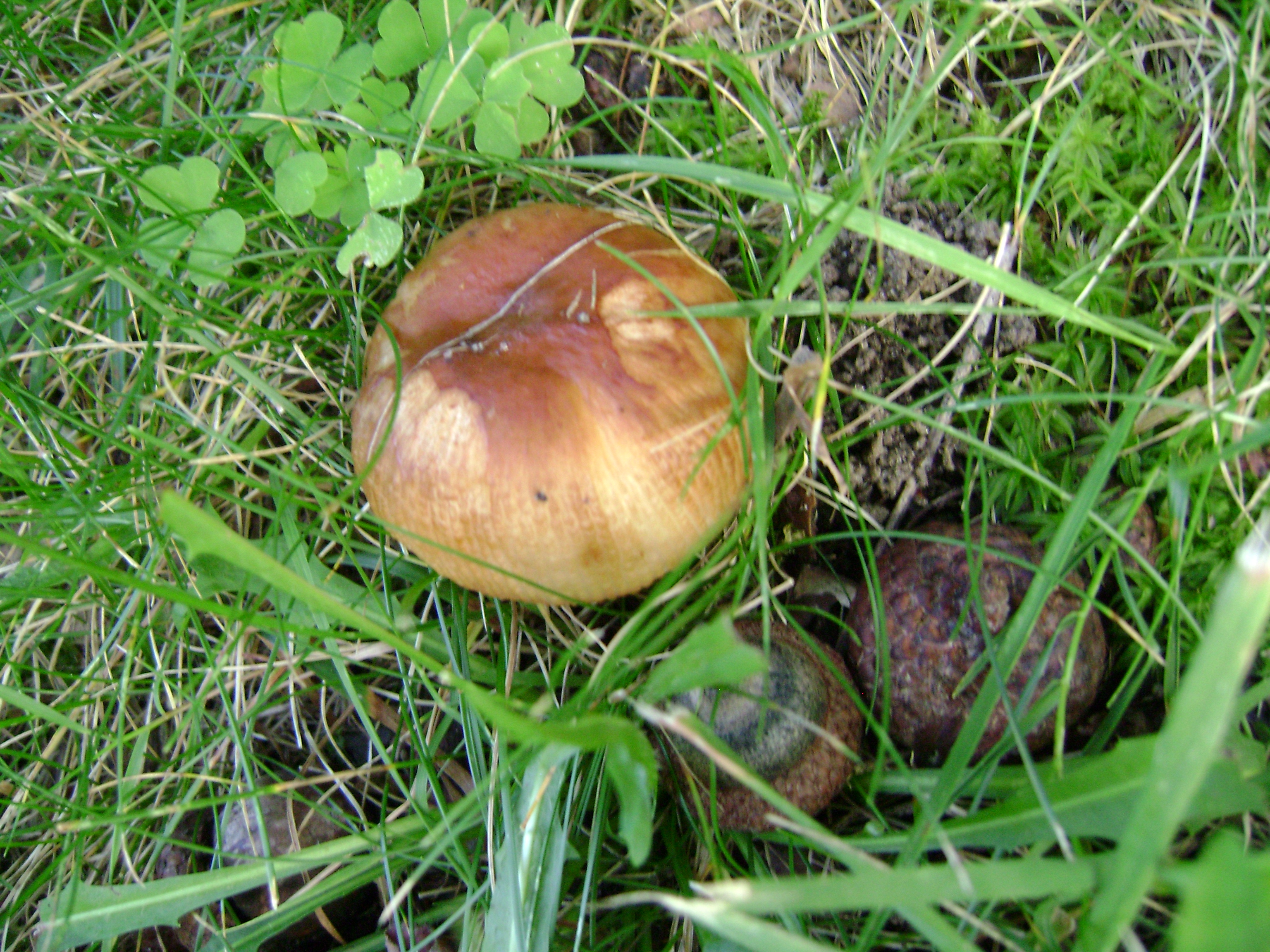 Dsc06311 from Fungus With ANTS 