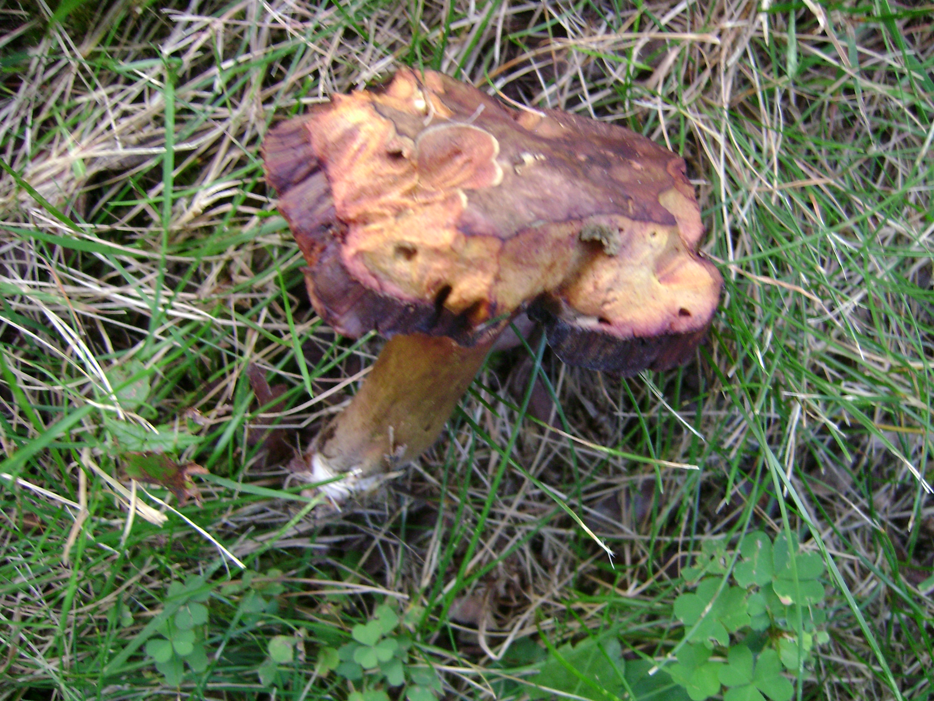 Dsc06315 from Fungus With ANTS 