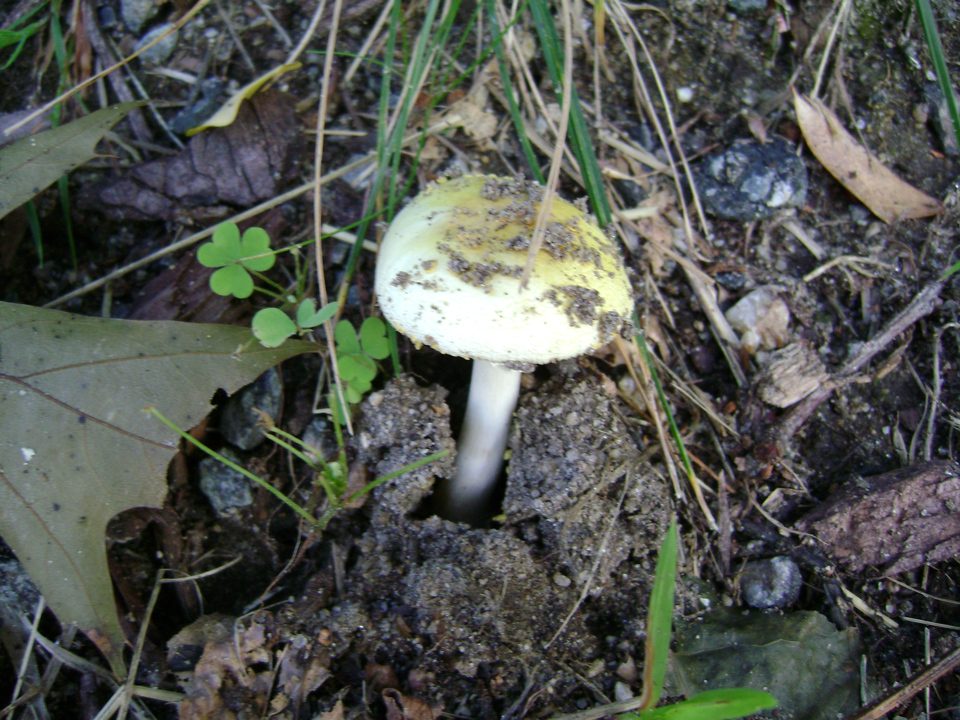Dsc06316 from Fungus With ANTS 