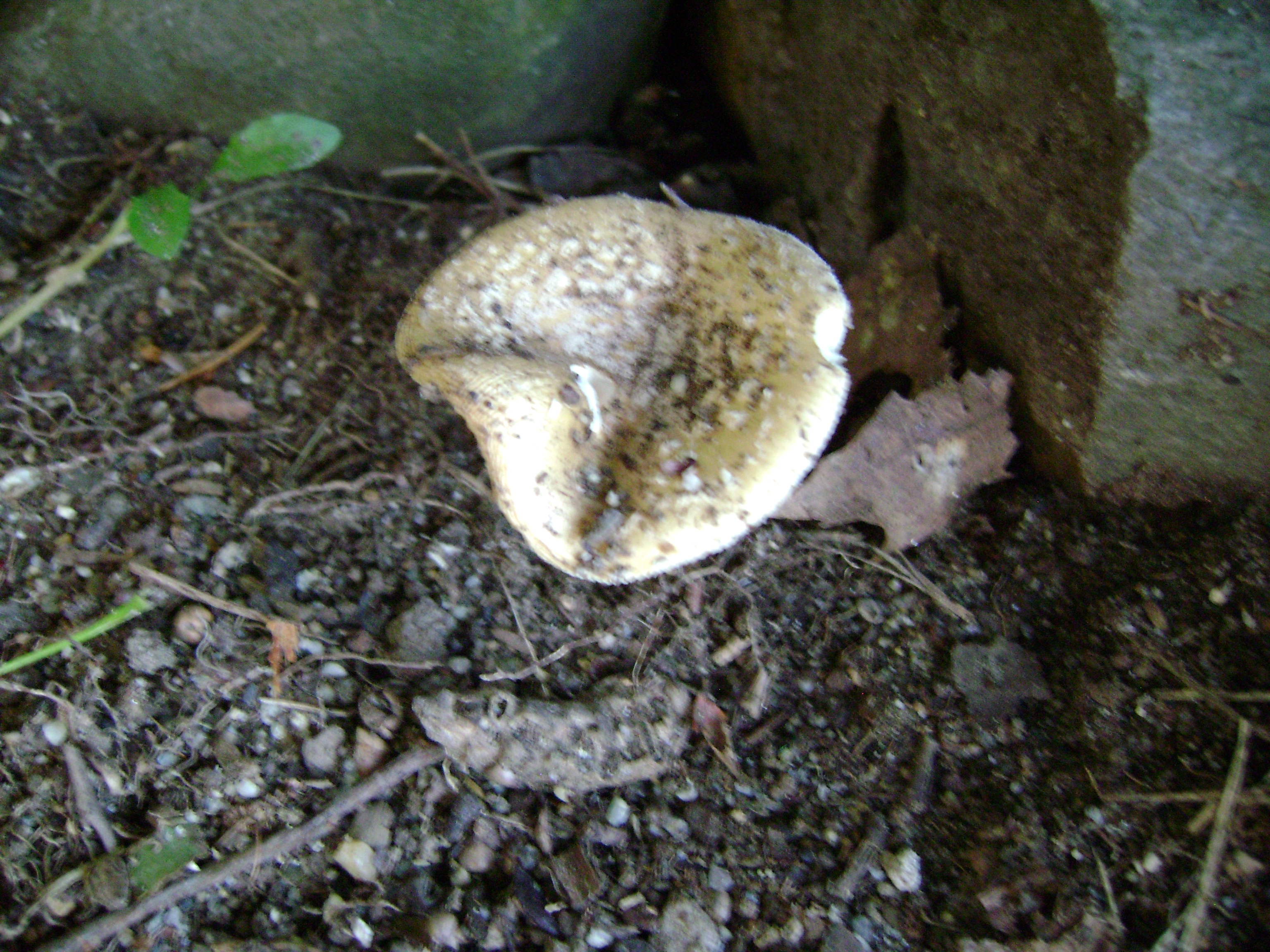Dsc06317 from Fungus With ANTS 