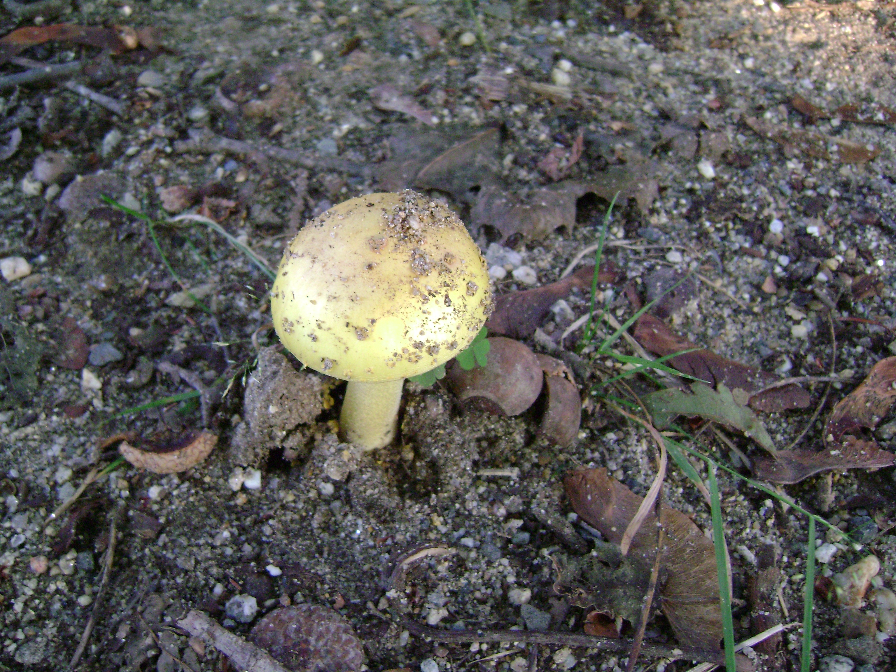 Dsc06318 from Fungus With ANTS 