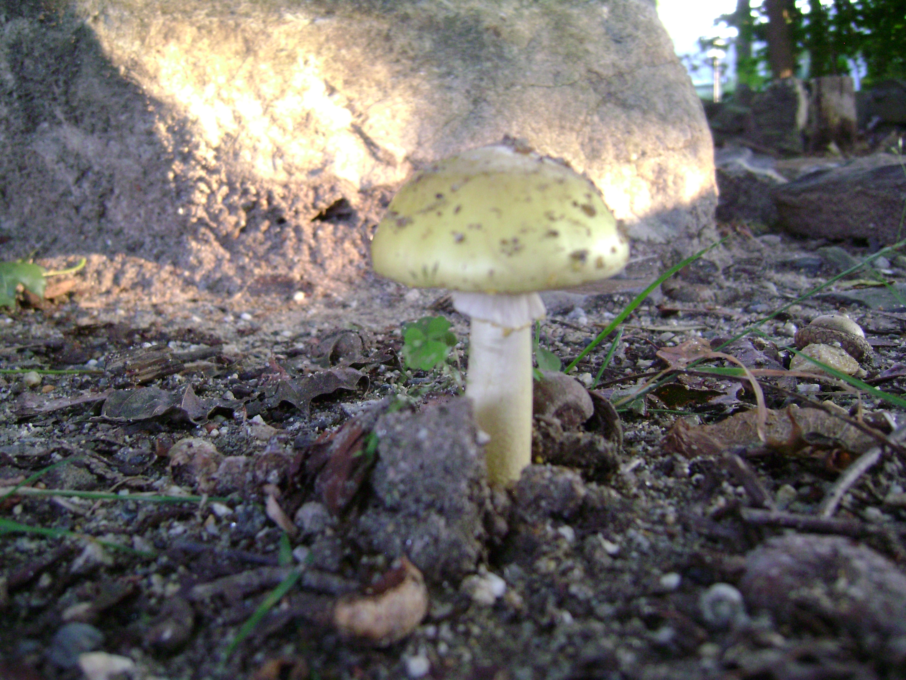 Dsc06323 from Fungus With ANTS 
