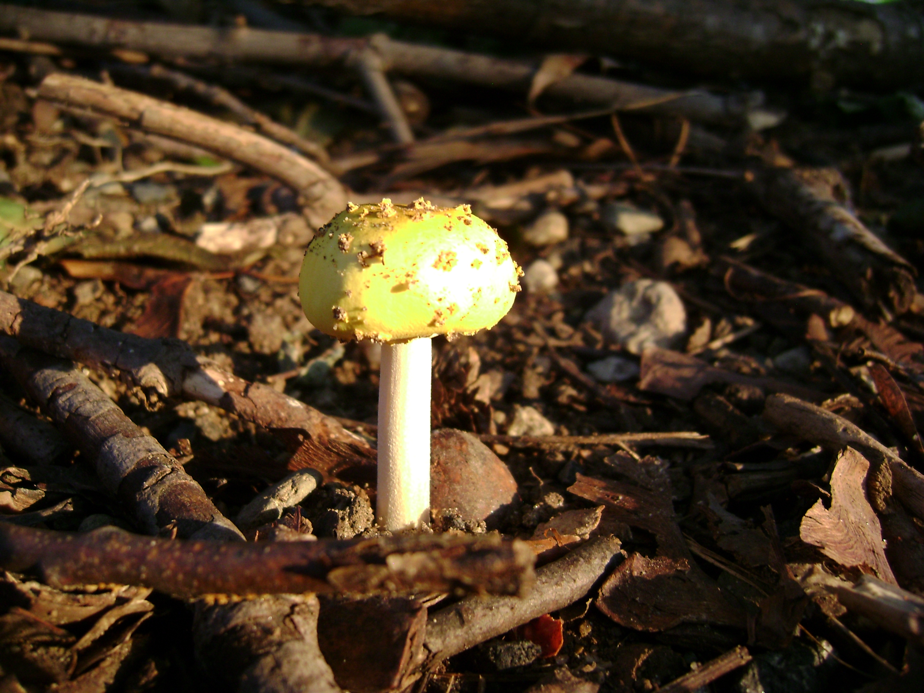Dsc06324 from Fungus With ANTS 