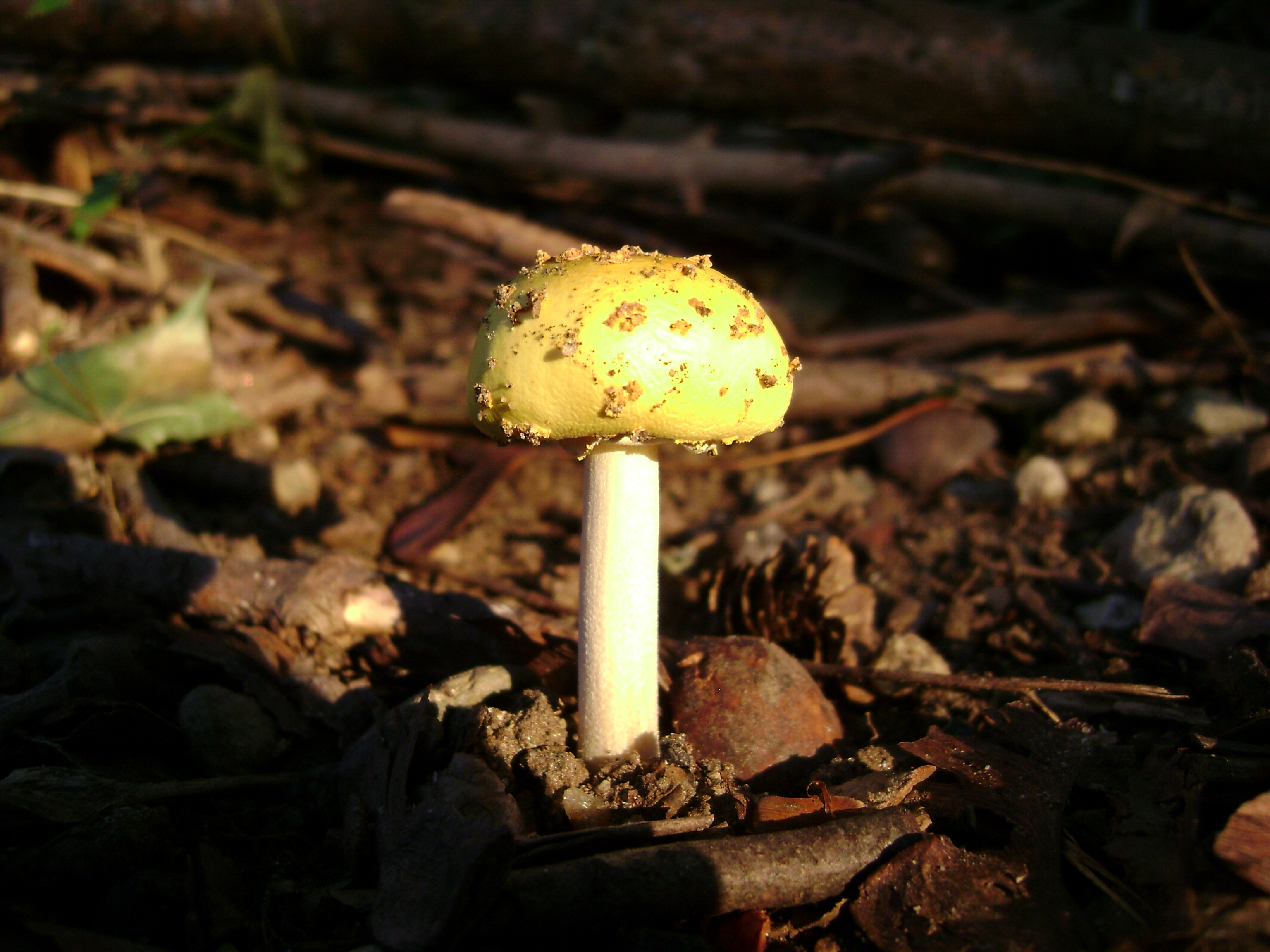 Dsc06326 from Fungus With ANTS 