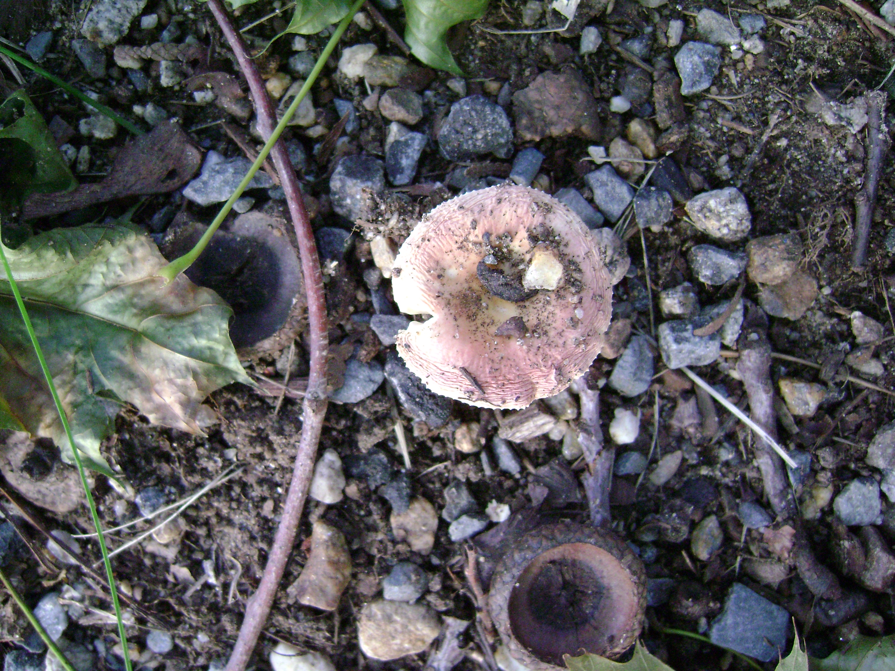 Dsc06327 from Fungus With ANTS 