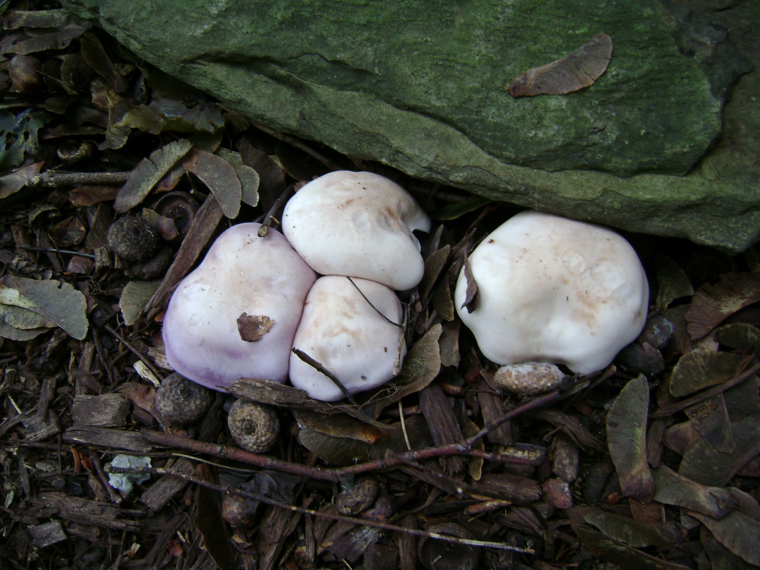 Dsc06728 from Fungus With ANTS 