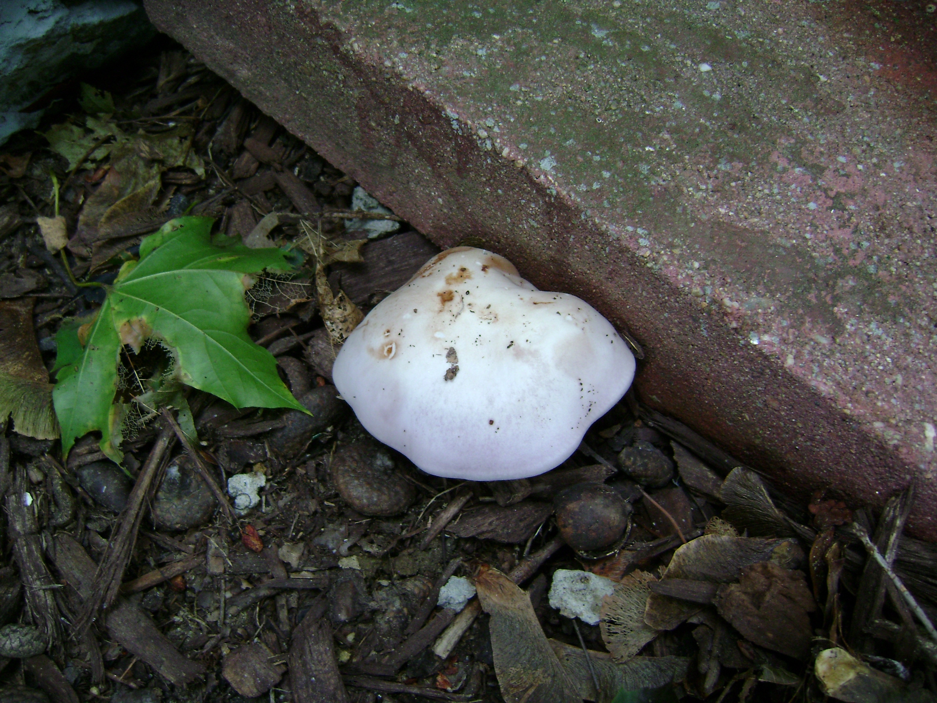 Dsc06729 from Fungus With ANTS 