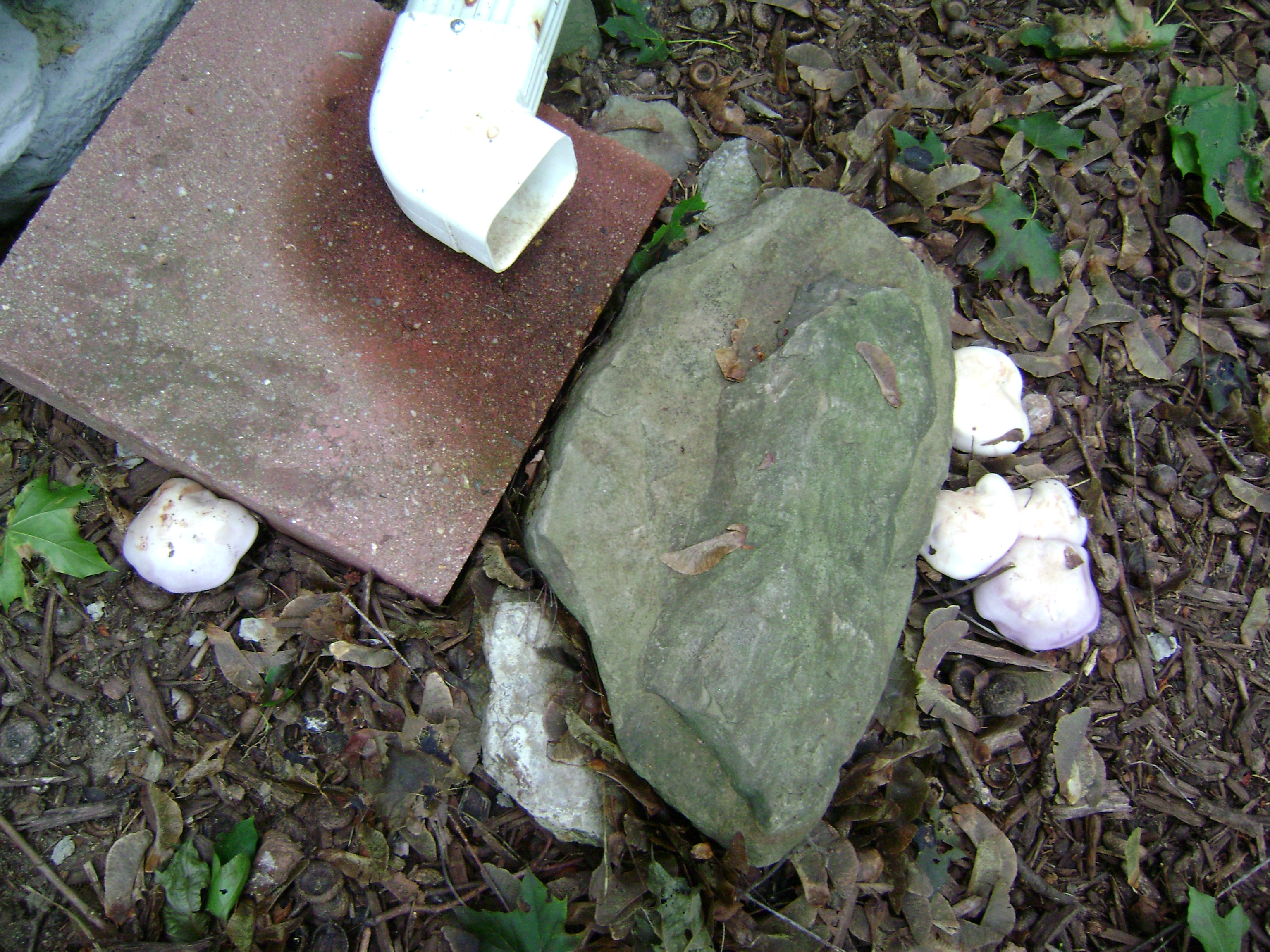 Dsc06730 from Fungus With ANTS 
