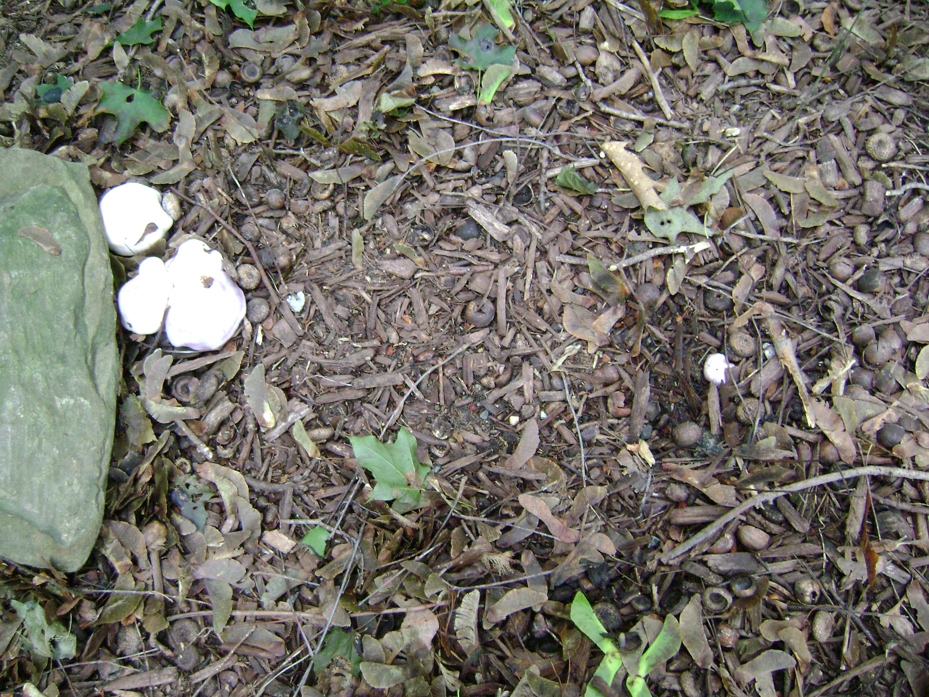 Dsc06731 from Fungus With ANTS 