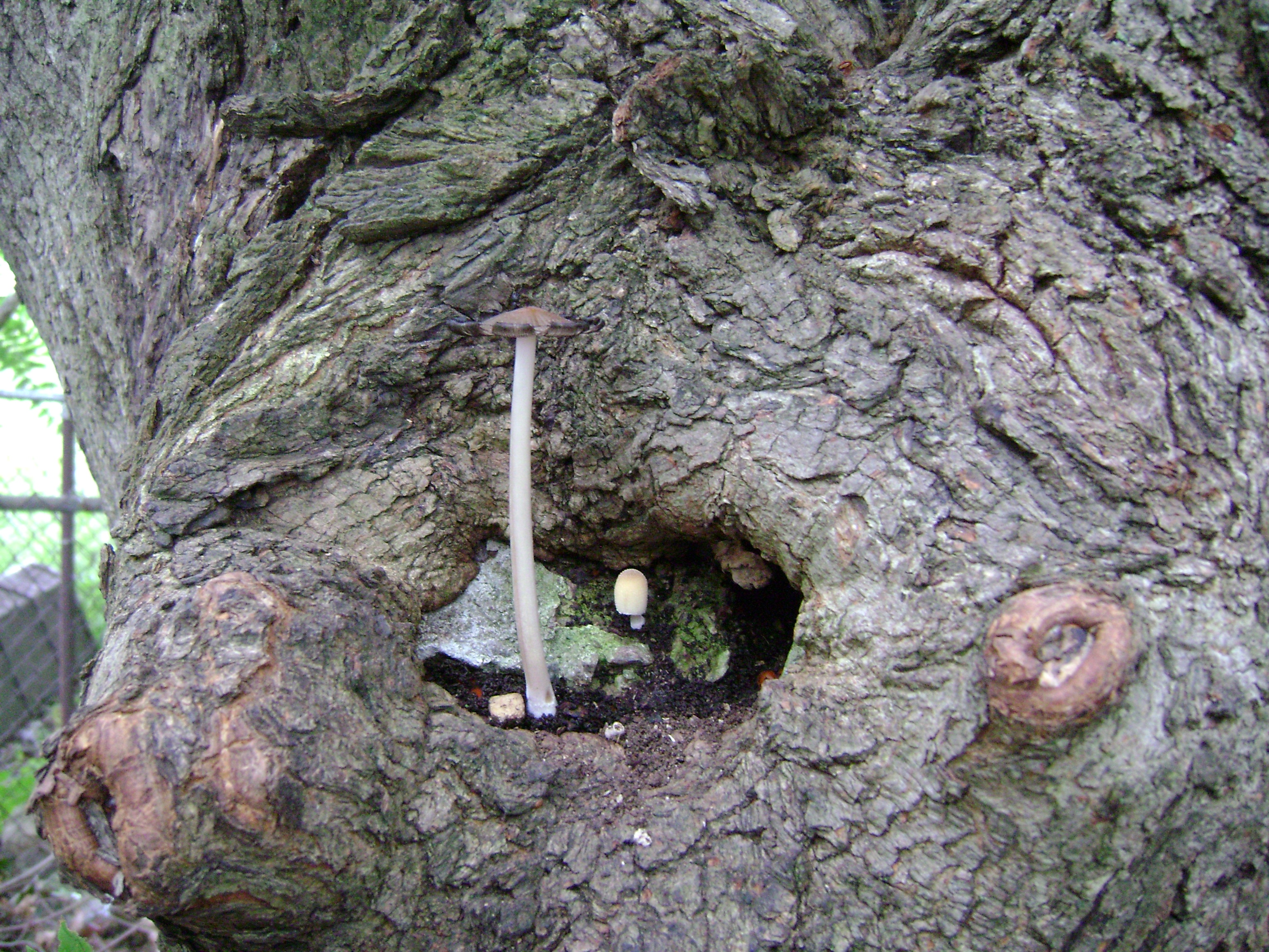 Dsc06733 from Fungus With ANTS 