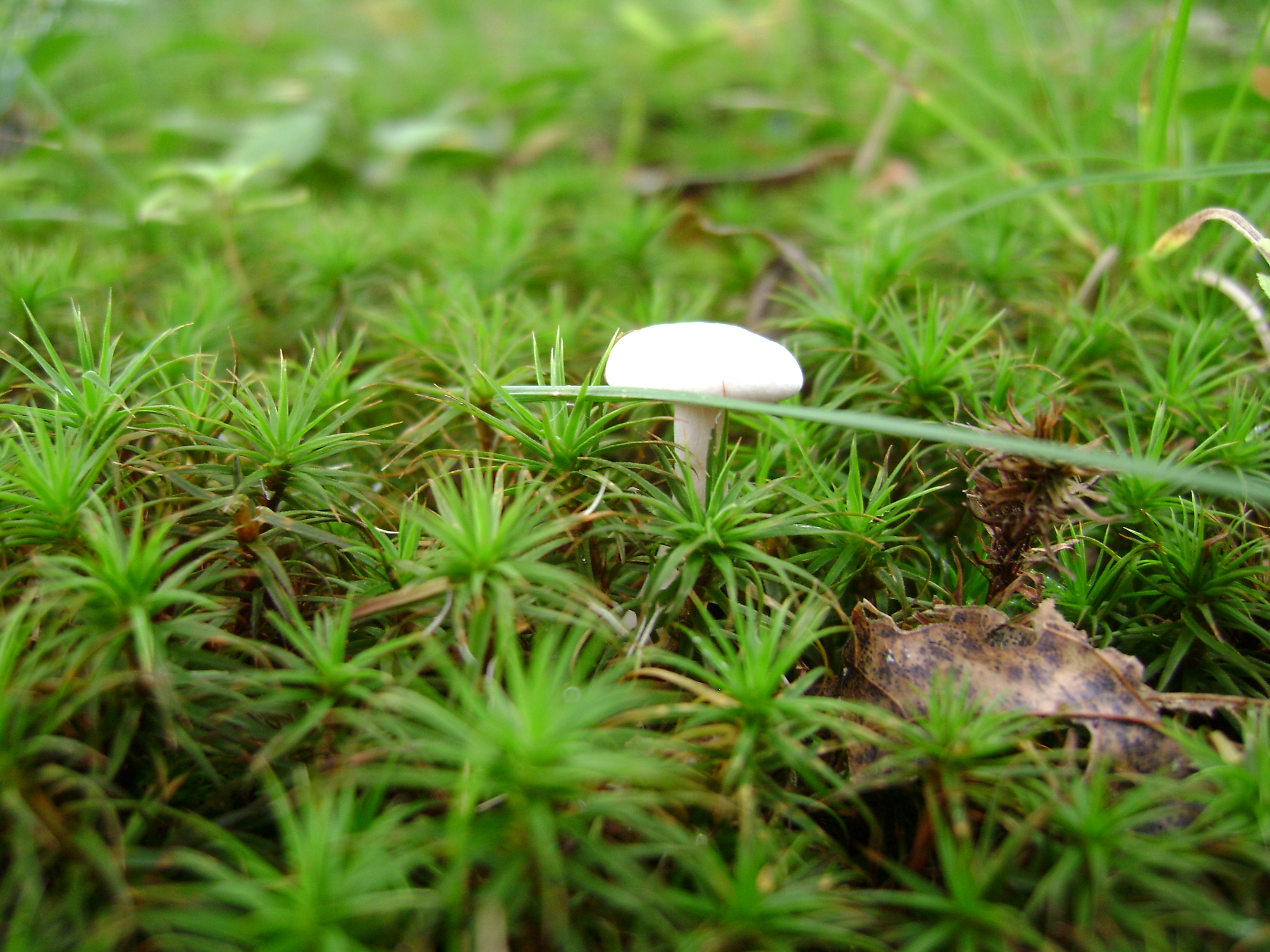 Dsc06742 from Fungus With ANTS 
