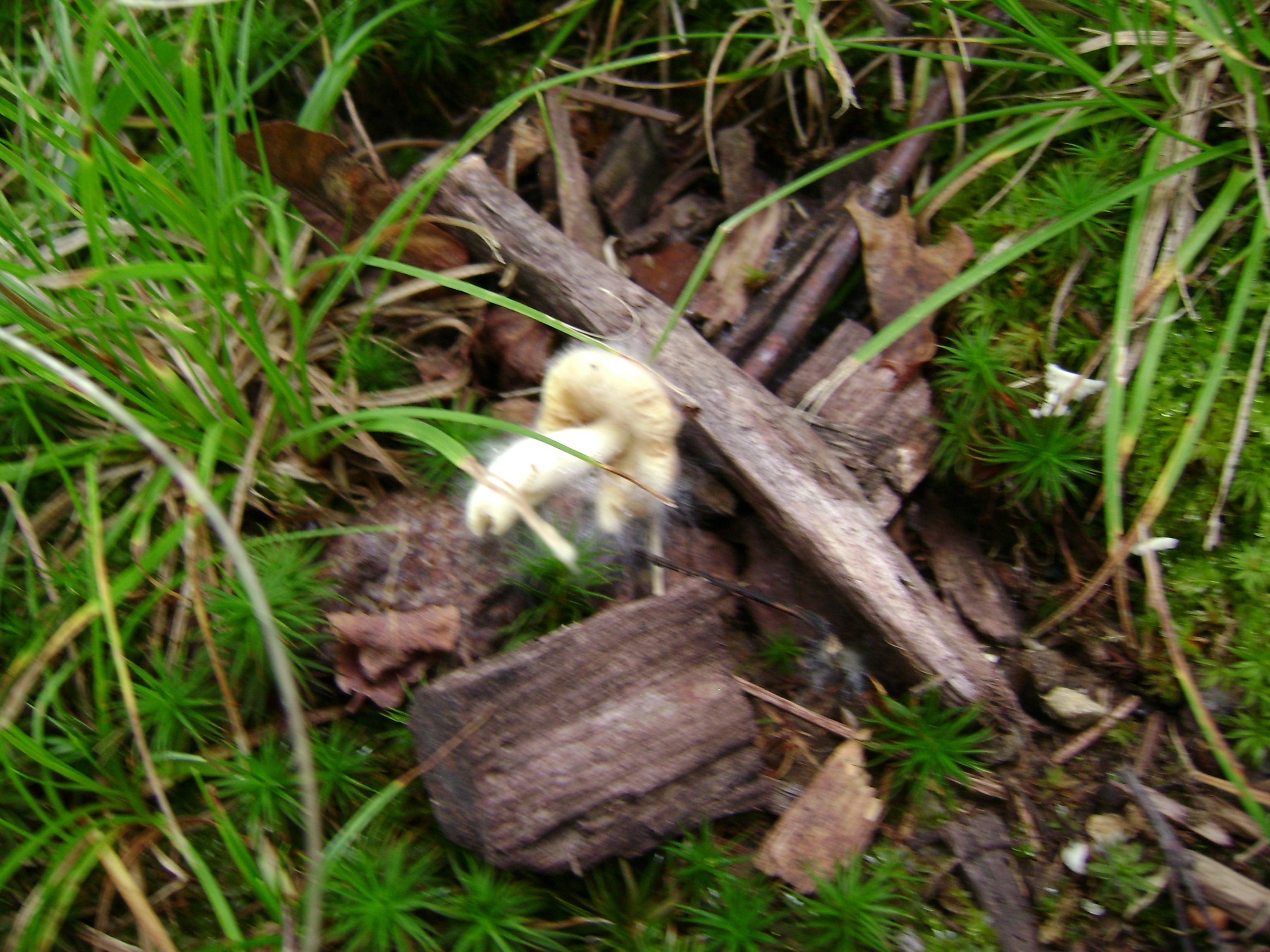 Dsc06743 from Fungus With ANTS 