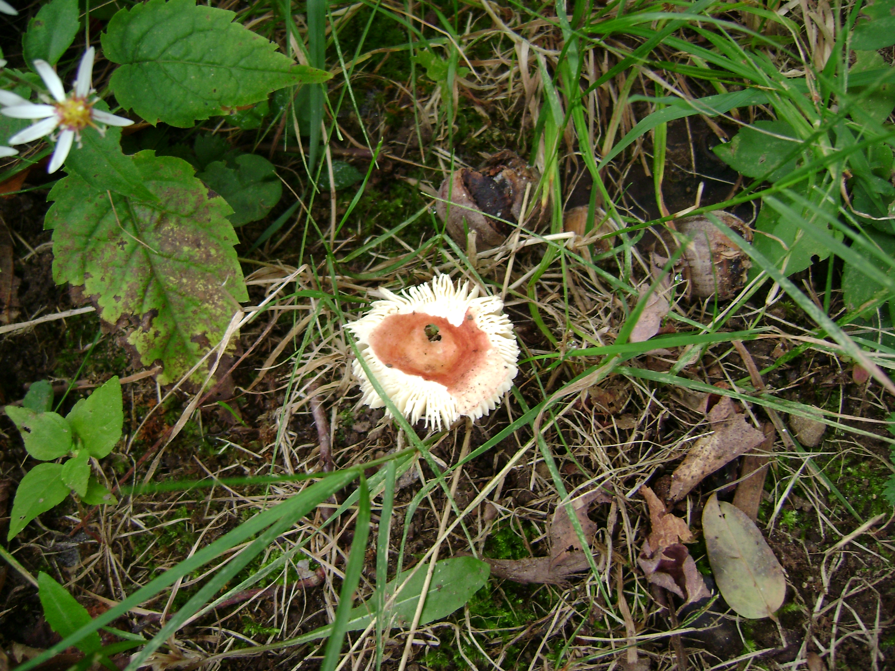 Dsc06745 from Fungus With ANTS 