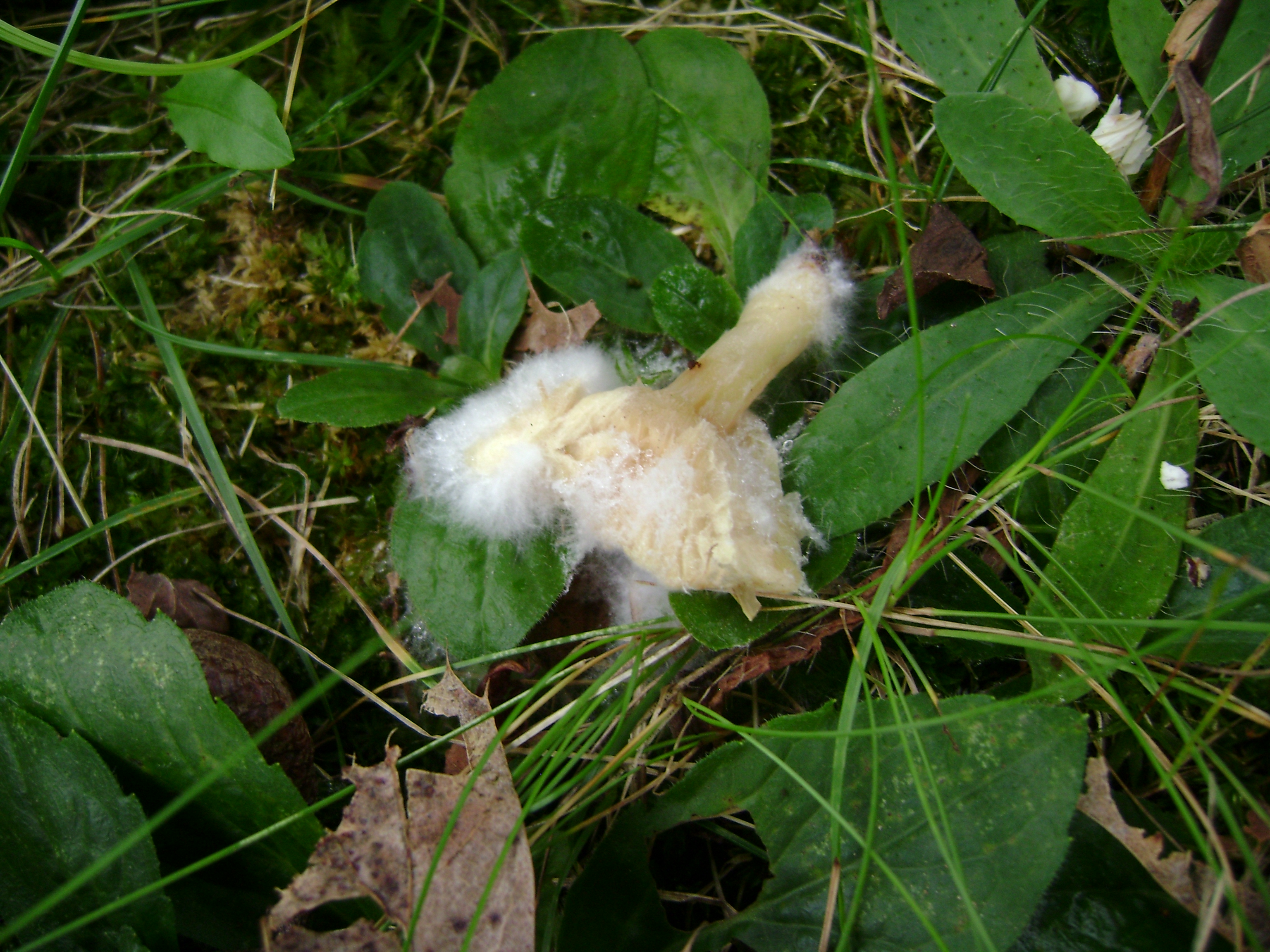 Dsc06746 from Fungus With ANTS 